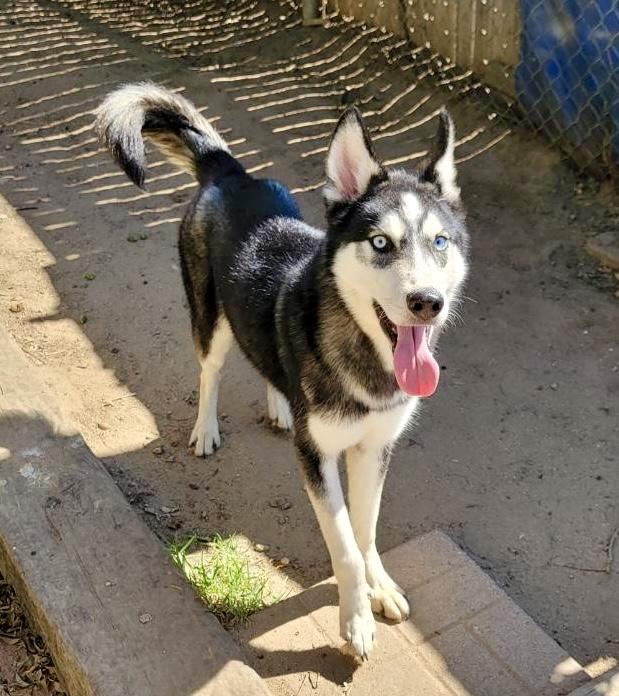 Enlarge Yukon, an adoptable Husky in Camp Pendleton, CA image 2/6
