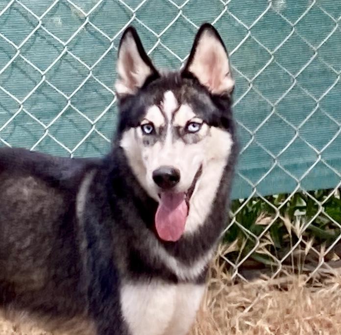 Enlarge Yukon, an adoptable Husky in Camp Pendleton, CA image 3/6