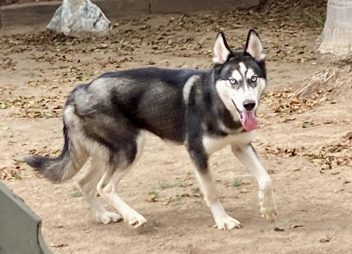 Enlarge Yukon, an adoptable Husky in Camp Pendleton, CA image 5/6