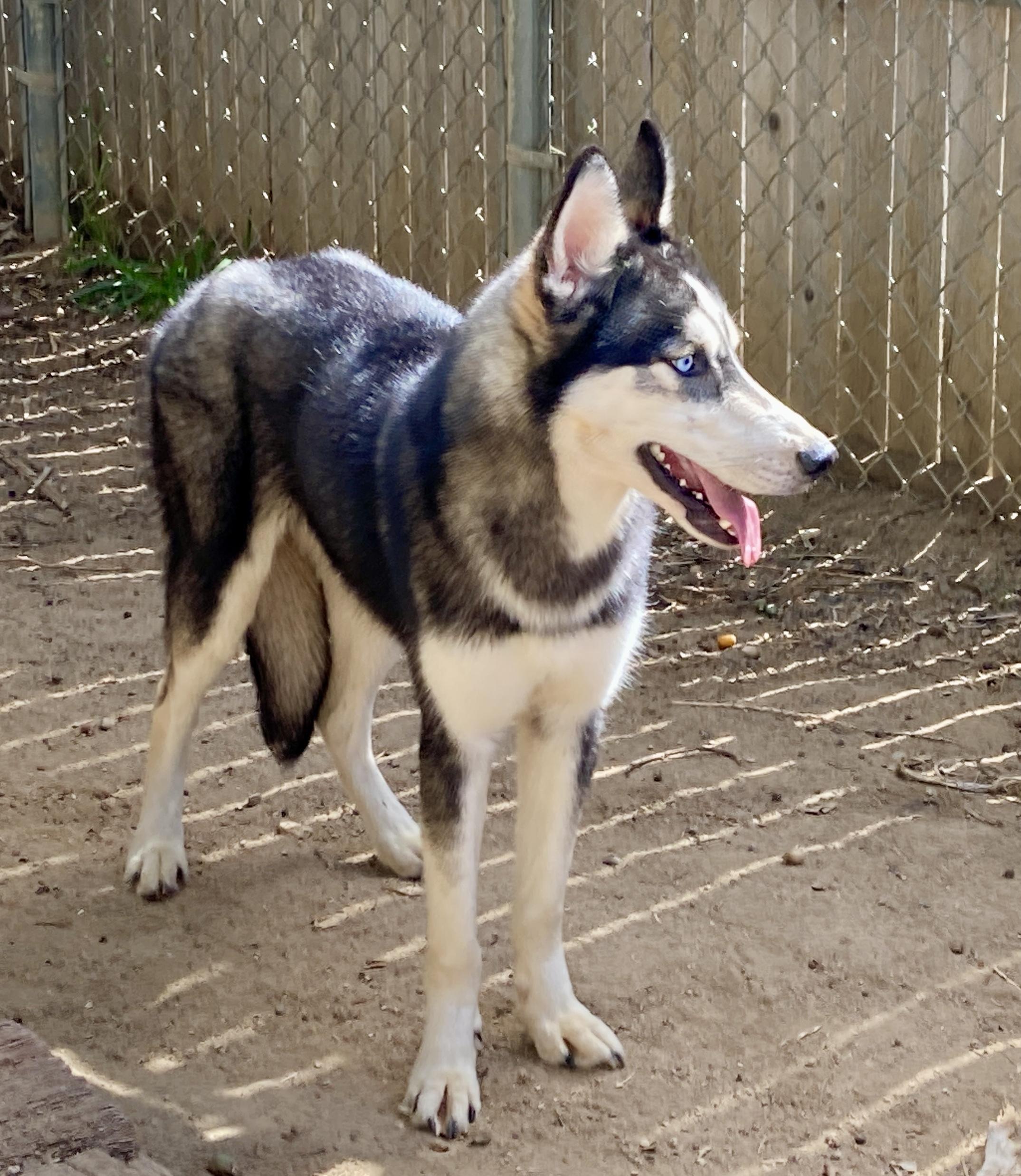 Enlarge Yukon, an adoptable Husky in Camp Pendleton, CA image 4/6
