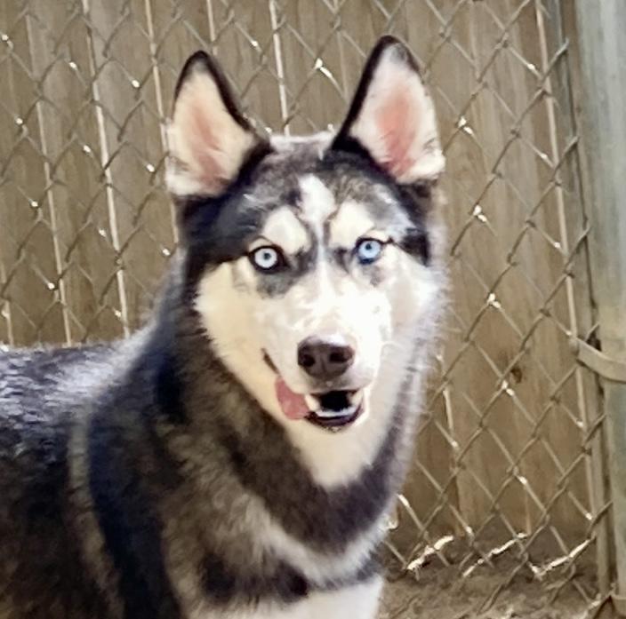 Enlarge Yukon, an adoptable Husky in Camp Pendleton, CA image 1/6