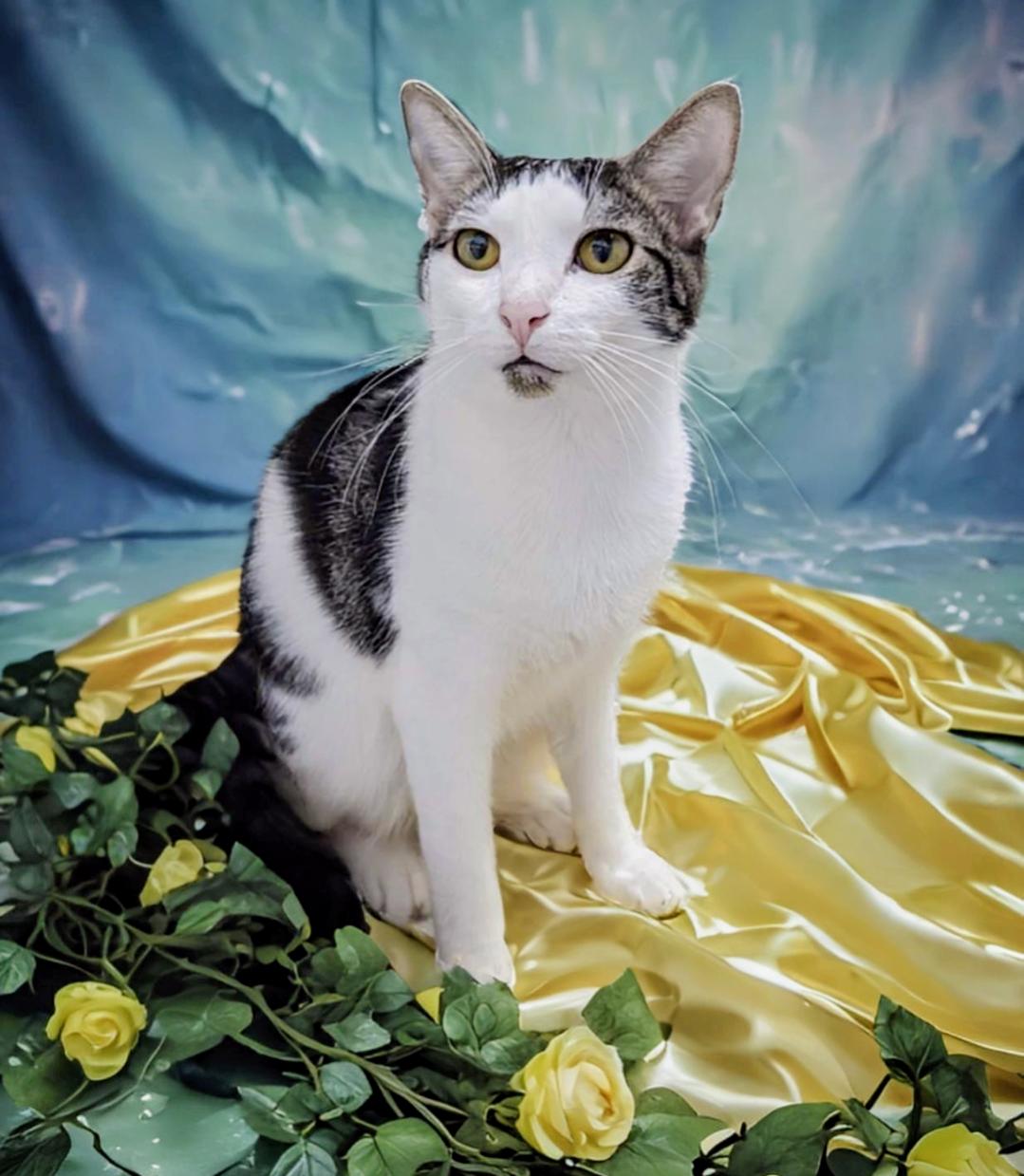 Enlarge Alex, a Adoptable mixed breed in West Palm Beach, FL image 4/6