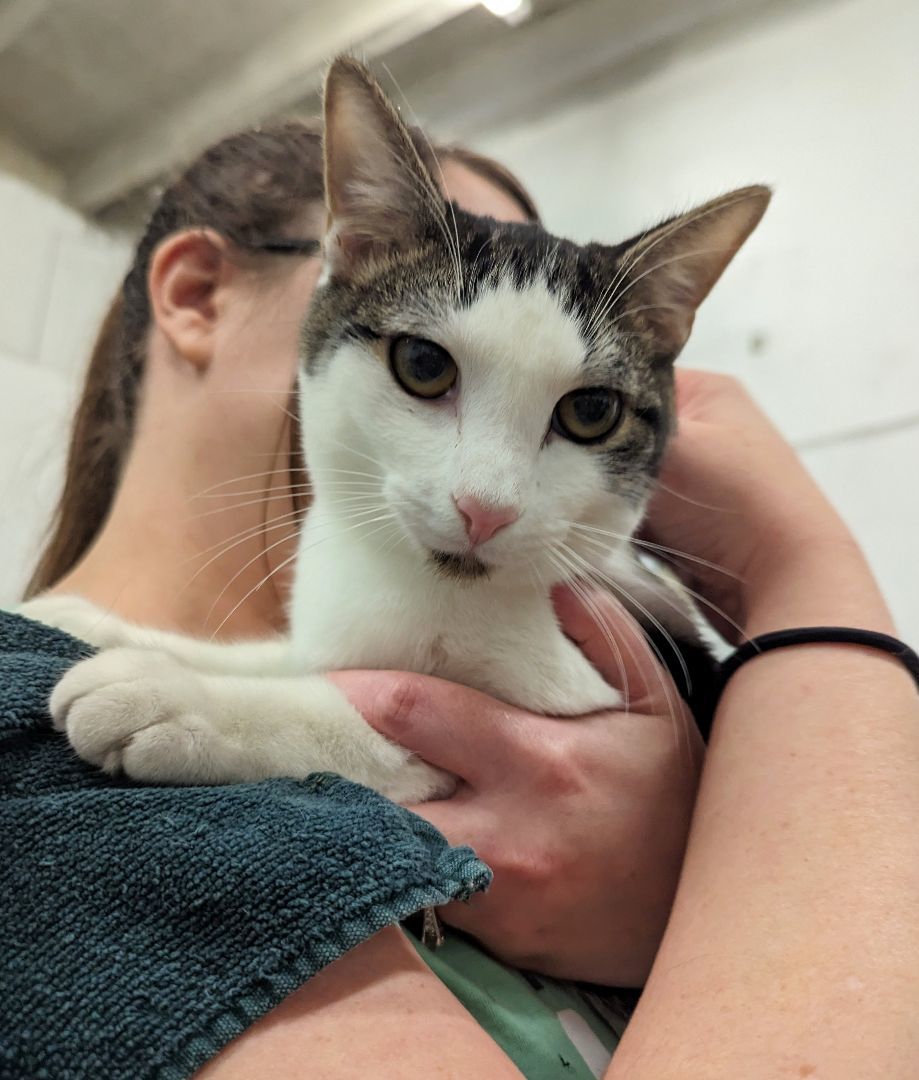 Enlarge Alex, a Adoptable mixed breed in West Palm Beach, FL image 3/6