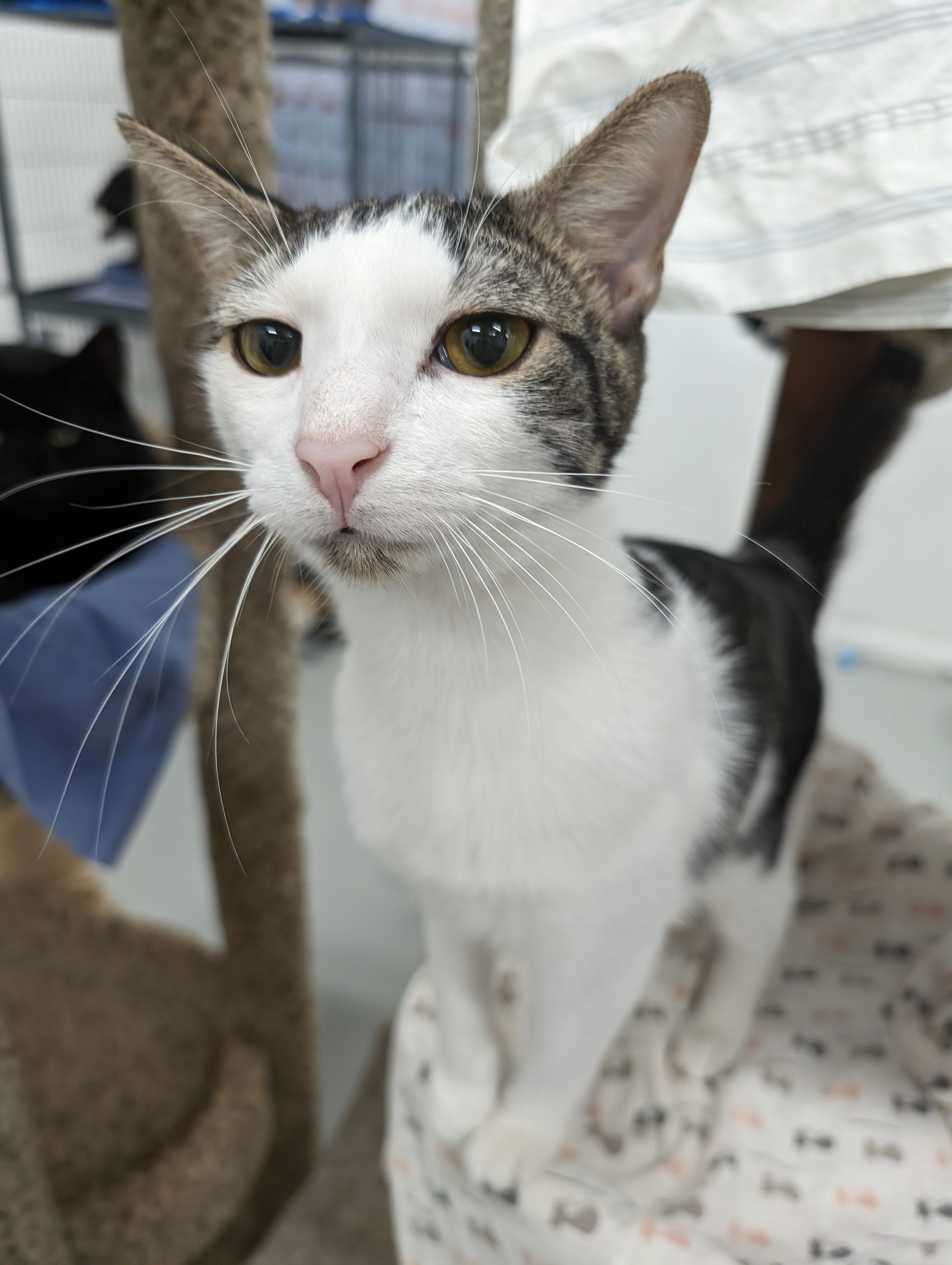 Enlarge Alex, a Adoptable mixed breed in West Palm Beach, FL image 6/6