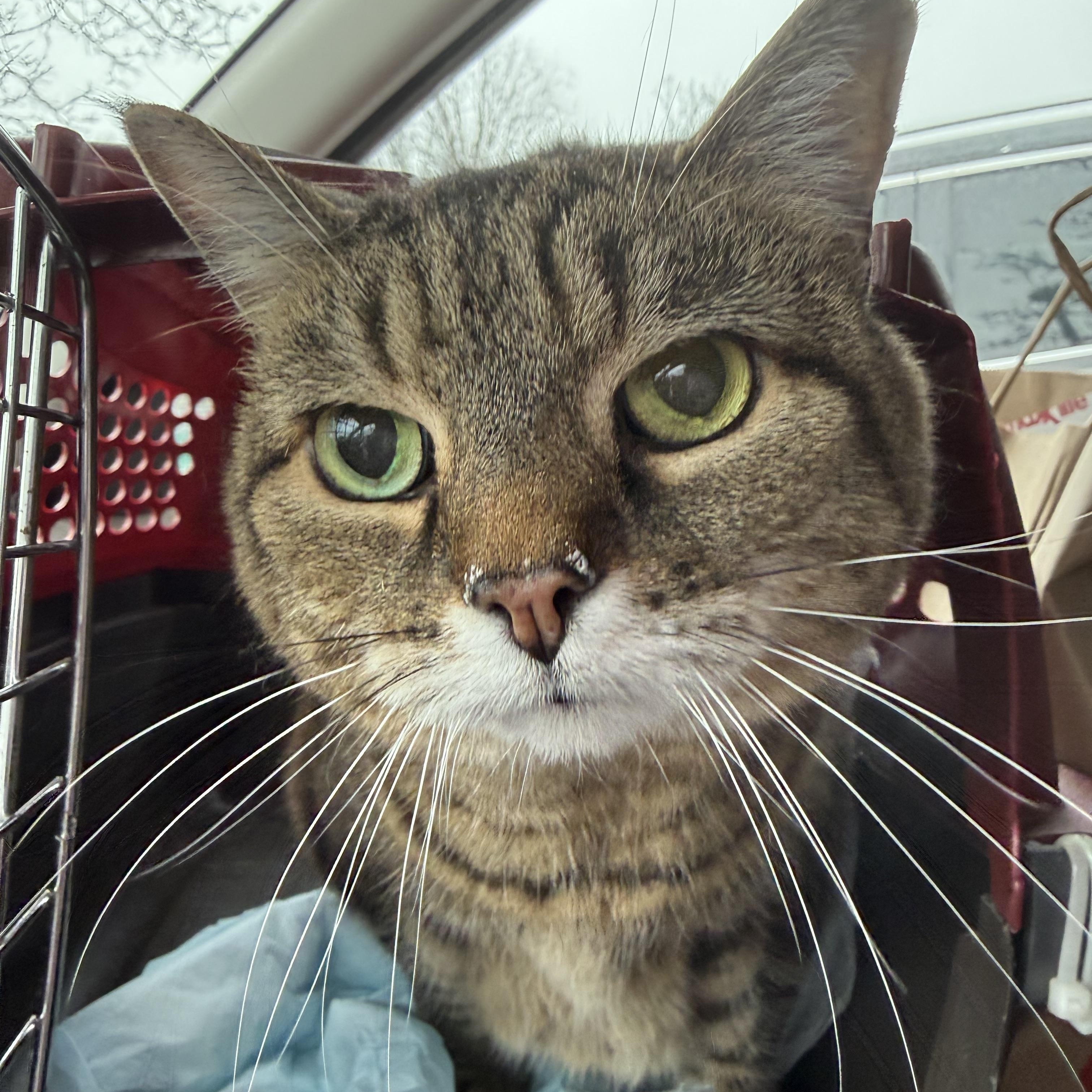 Enlarge Kit Kat, an adopted Domestic Short Hair in Old Bridge, NJ image 1/1