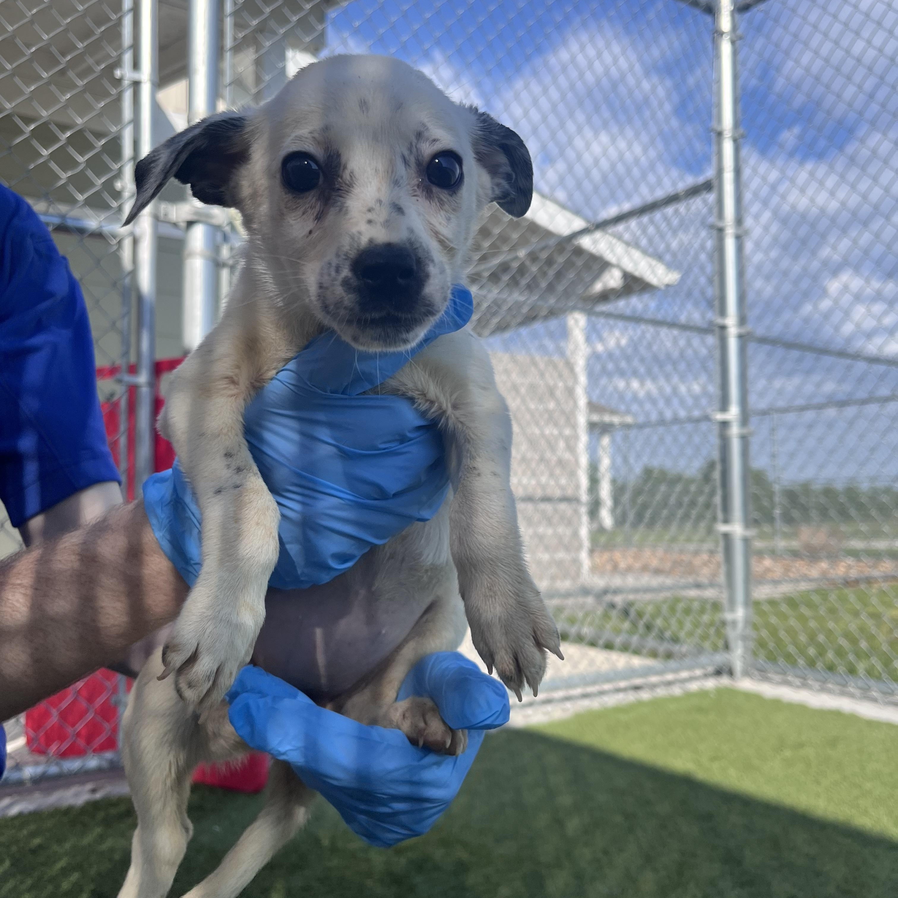 Florida, ADOPTABLE, Puppy Female Border Collie.