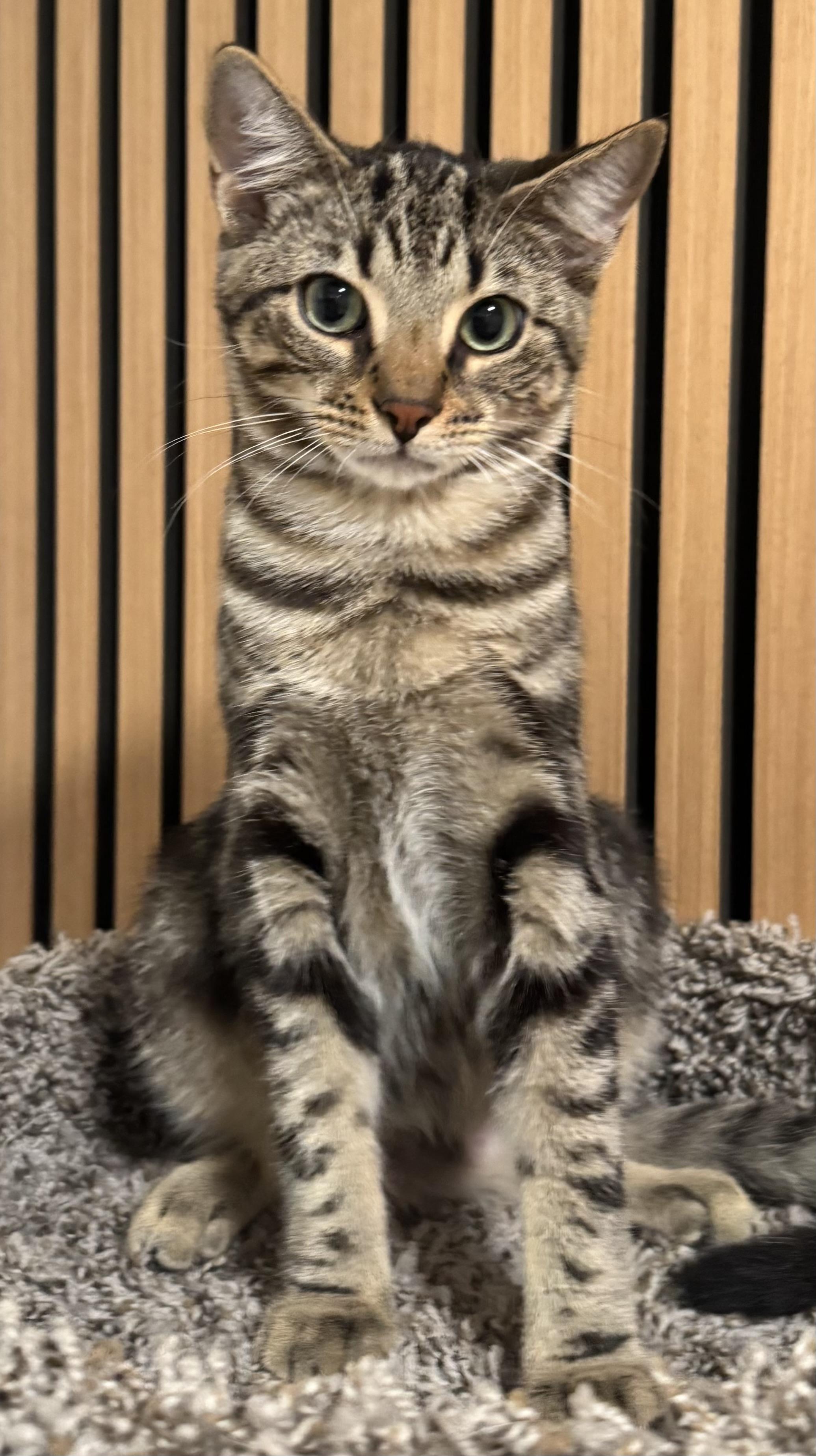 Enlarge Yarrow, a Adoptable mixed breed in Red Bank, NJ image 4/5