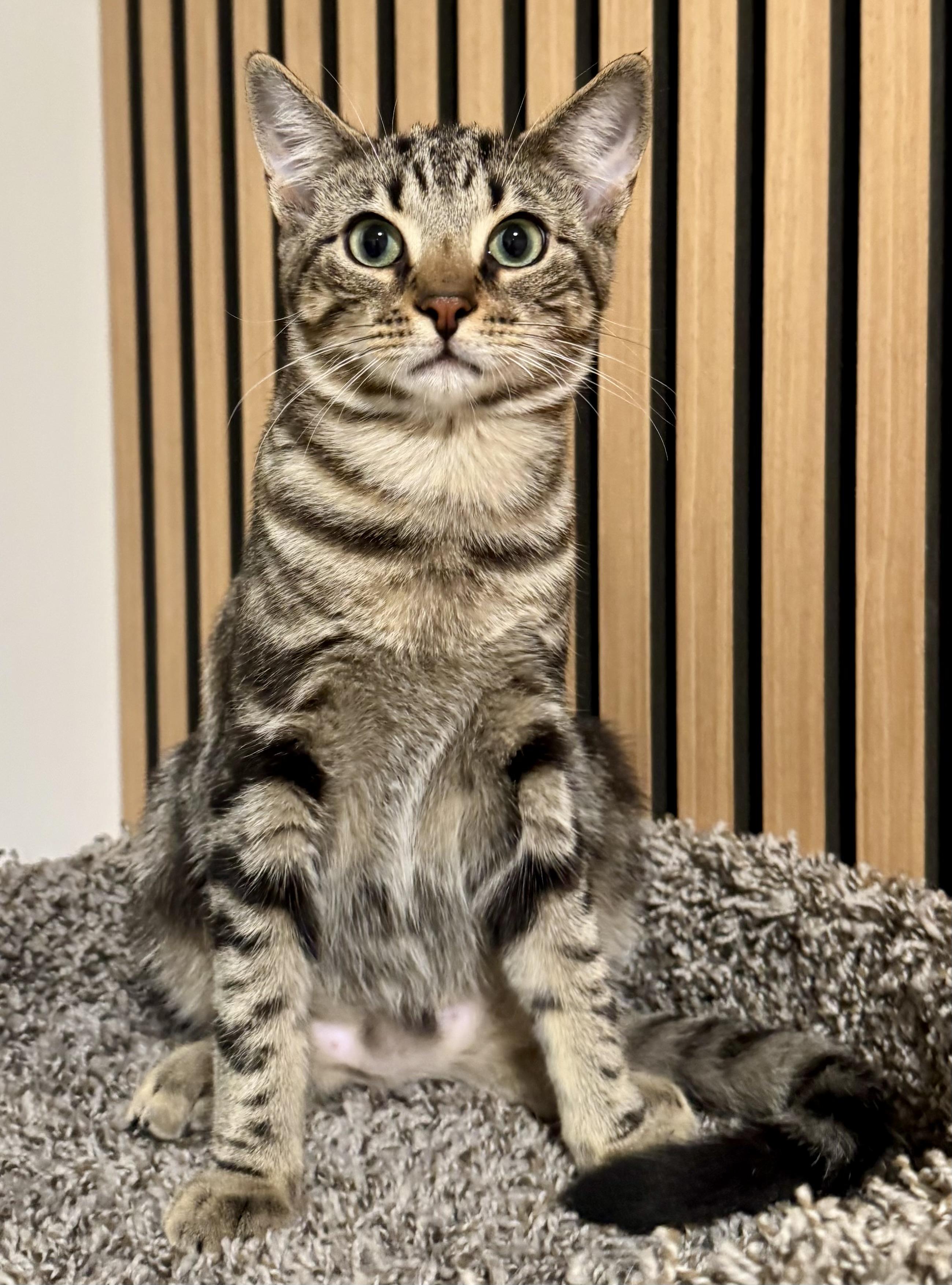 Enlarge Yarrow, a Adoptable mixed breed in Red Bank, NJ image 5/5