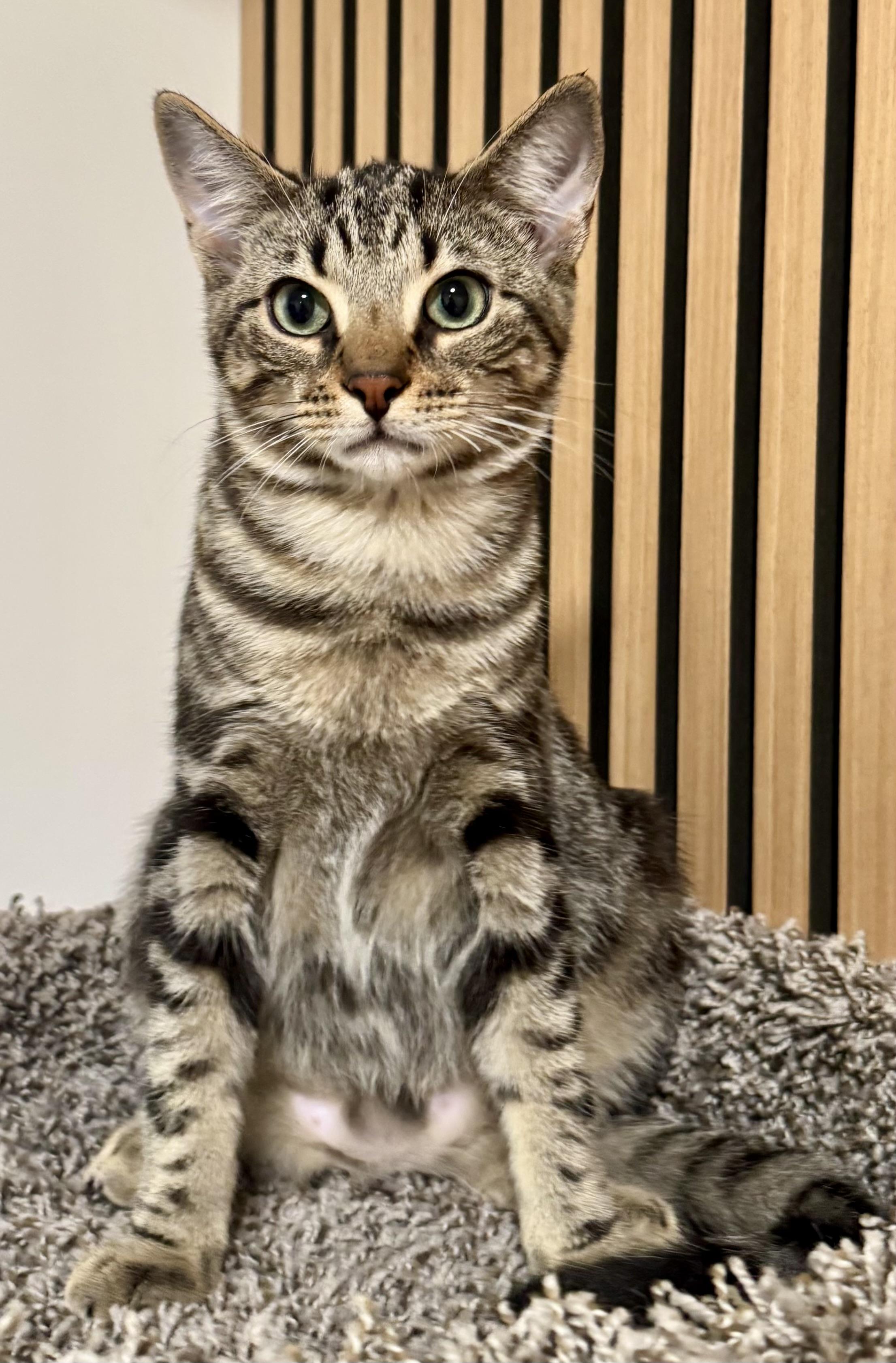 Yarrow, Adoptable, Kitten Male Tabby & Domestic Short Hair.