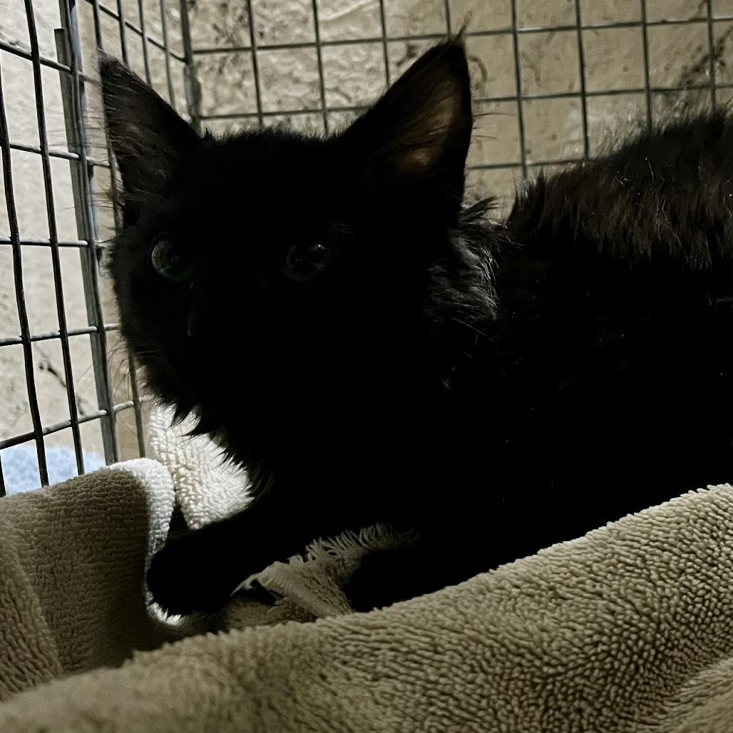 Enlarge Fifi, a Adoptable Domestic Medium Hair in Henderson, NV image 1/1