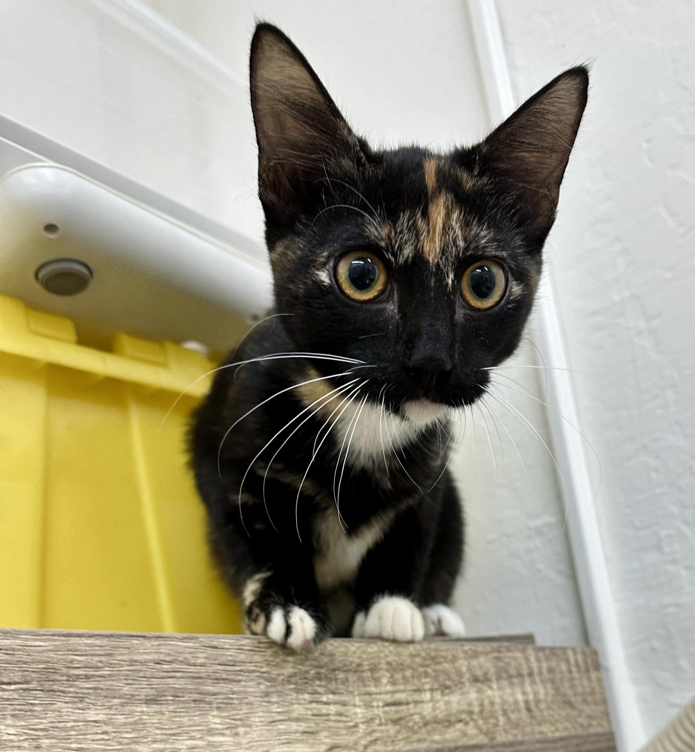 Penelope 0125