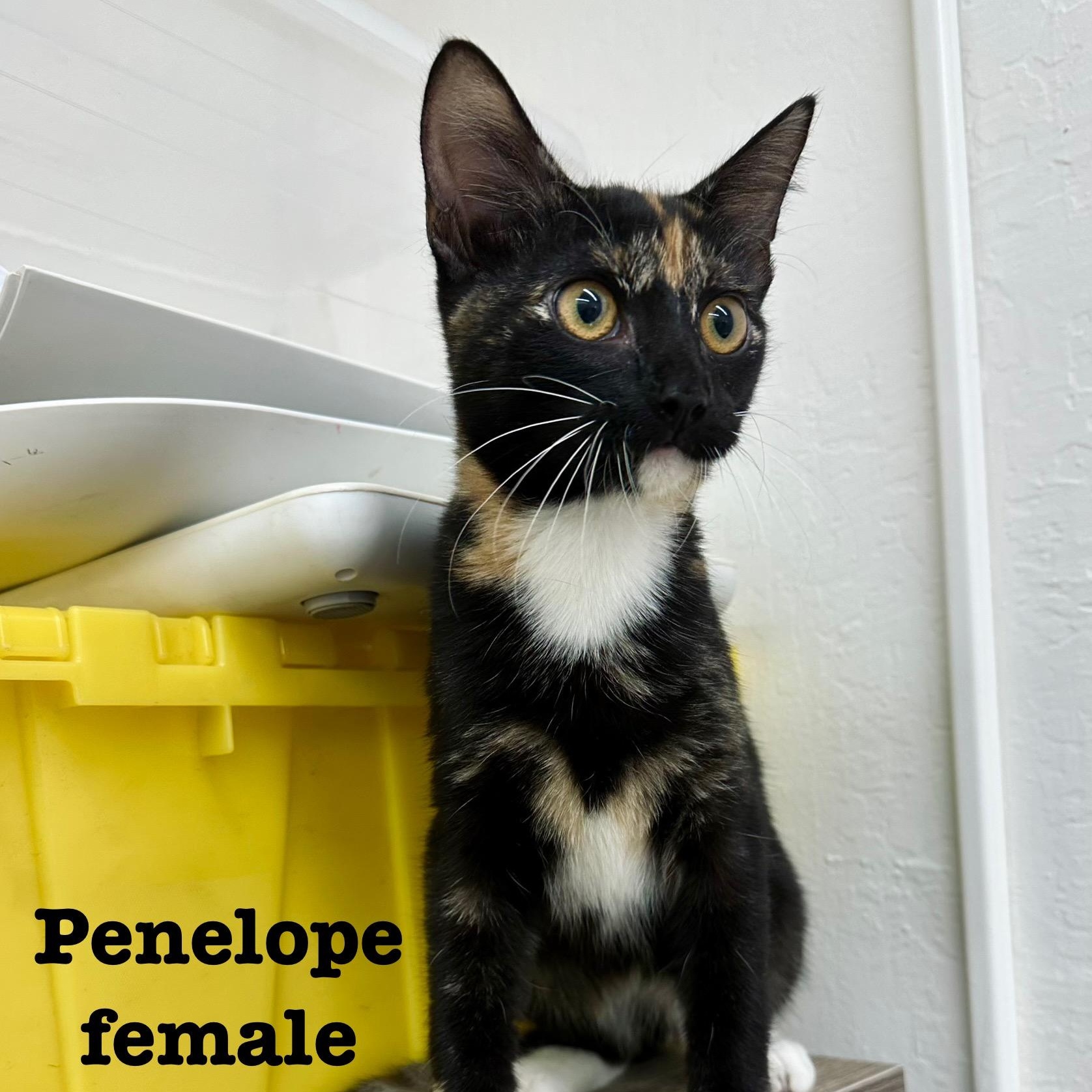 Penelope 0125