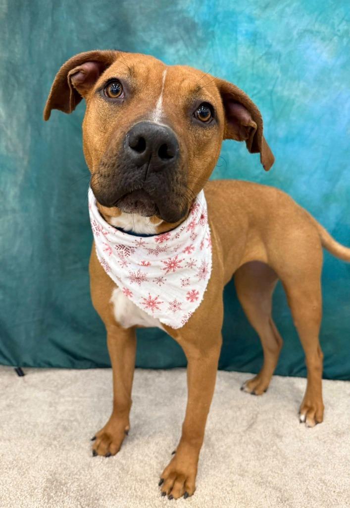 Staci, Adoptable, Young Female Mixed Breed.