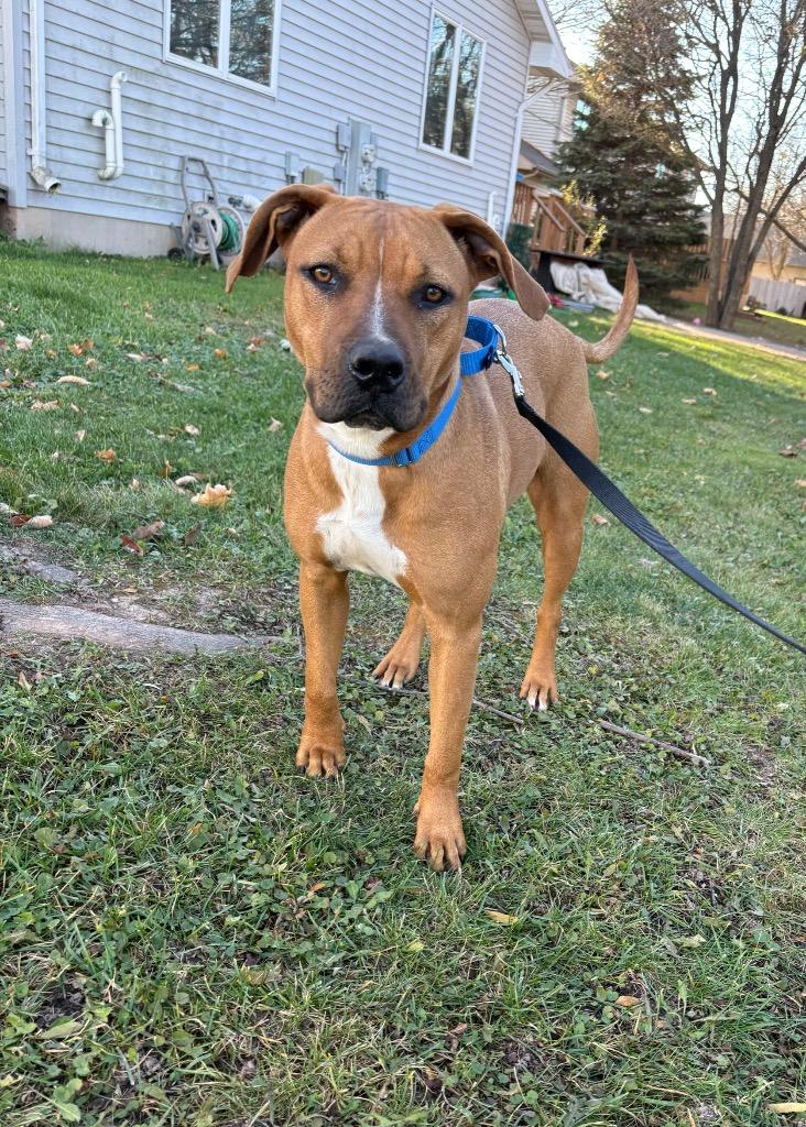 Staci, a Adoptable mixed breed in Fond Du Lac, WI image 1/6
