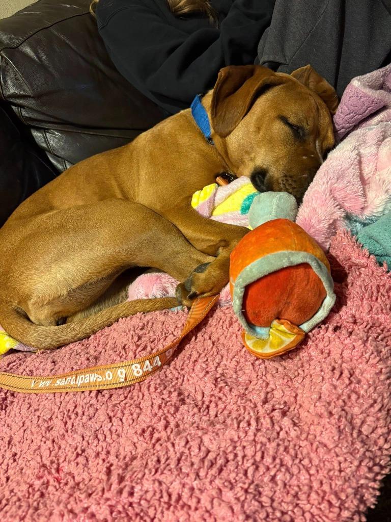 Staci, a Adoptable mixed breed in Fond Du Lac, WI image 2/6