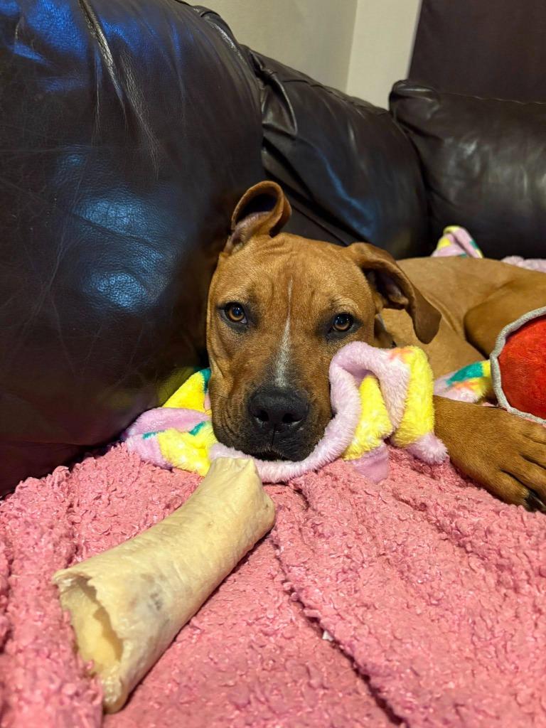 Enlarge Staci, a Adoptable mixed breed in Fond Du Lac, WI image 3/6