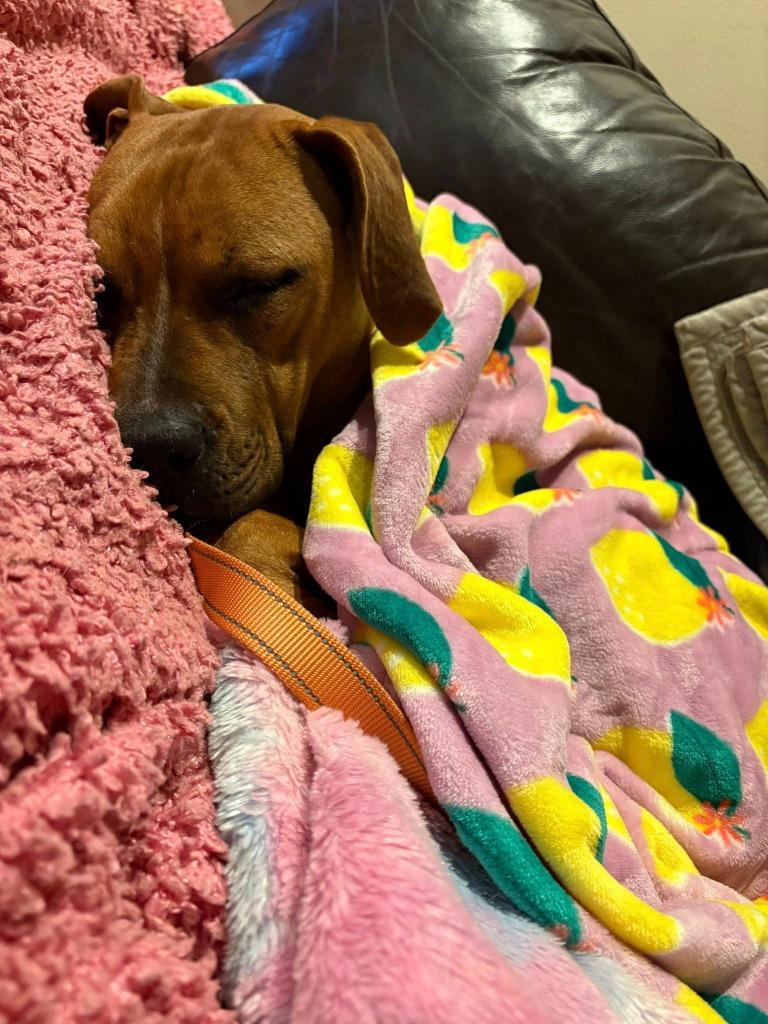 Staci, a Adoptable mixed breed in Fond Du Lac, WI image 4/6