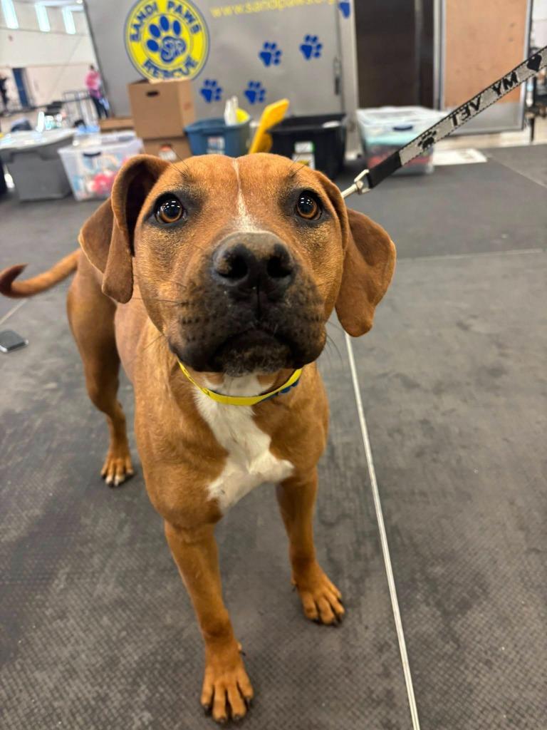 Staci, a Adoptable mixed breed in Fond Du Lac, WI image 5/6