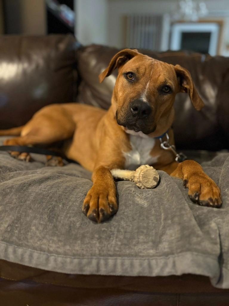 Enlarge Staci, a Adoptable mixed breed in Fond Du Lac, WI image 4/6