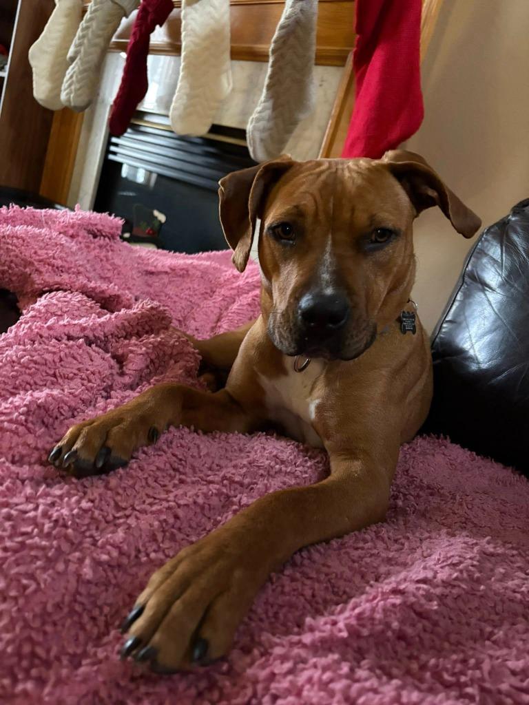 Enlarge Staci, a Adoptable mixed breed in Fond Du Lac, WI image 5/6