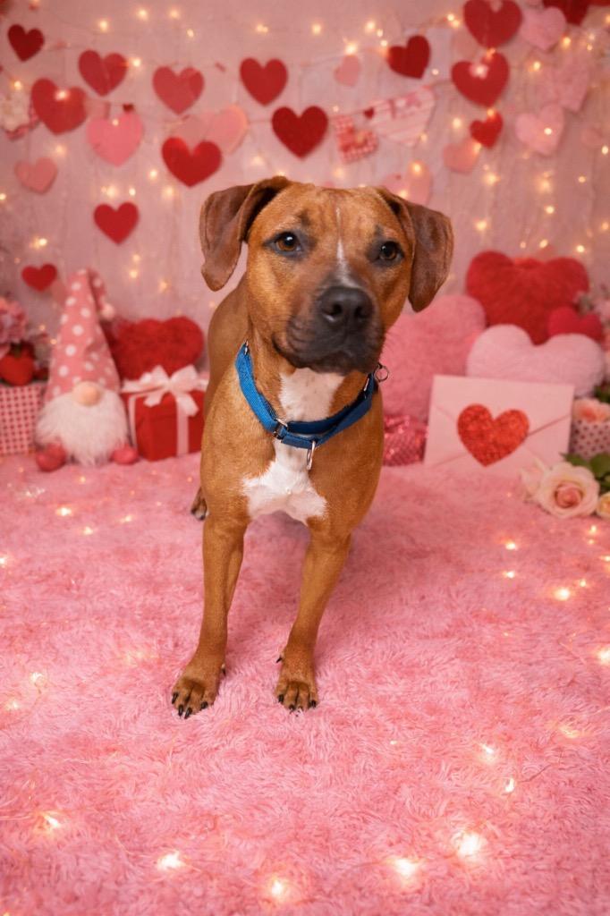 Enlarge Staci, a Adoptable mixed breed in Fond Du Lac, WI image 5/6