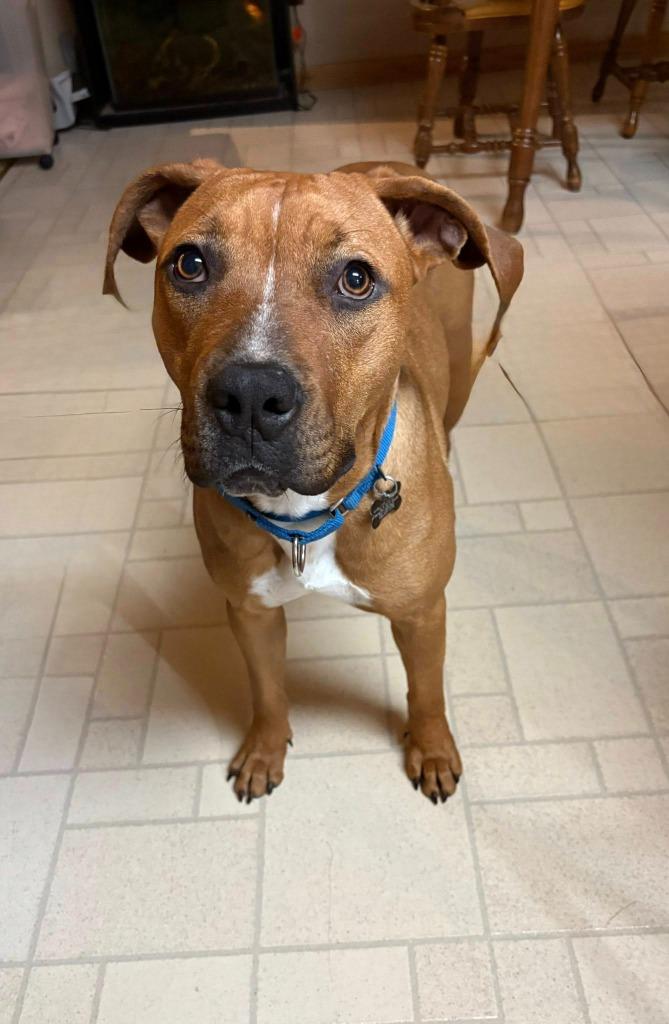 Enlarge Staci, a Adoptable mixed breed in Fond Du Lac, WI image 6/6