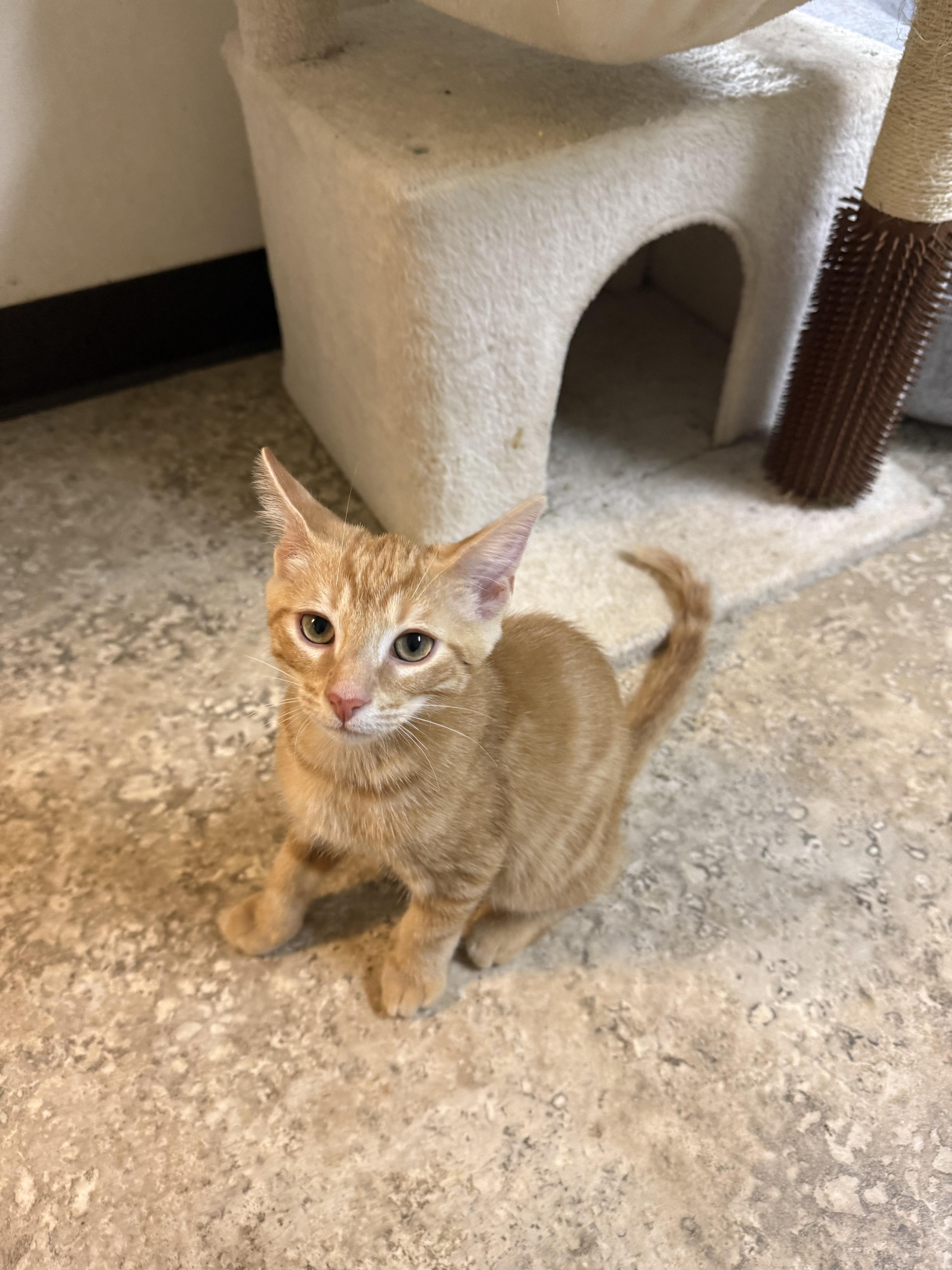 Peter, ADOPTABLE, Kitten Male Domestic Short Hair.
