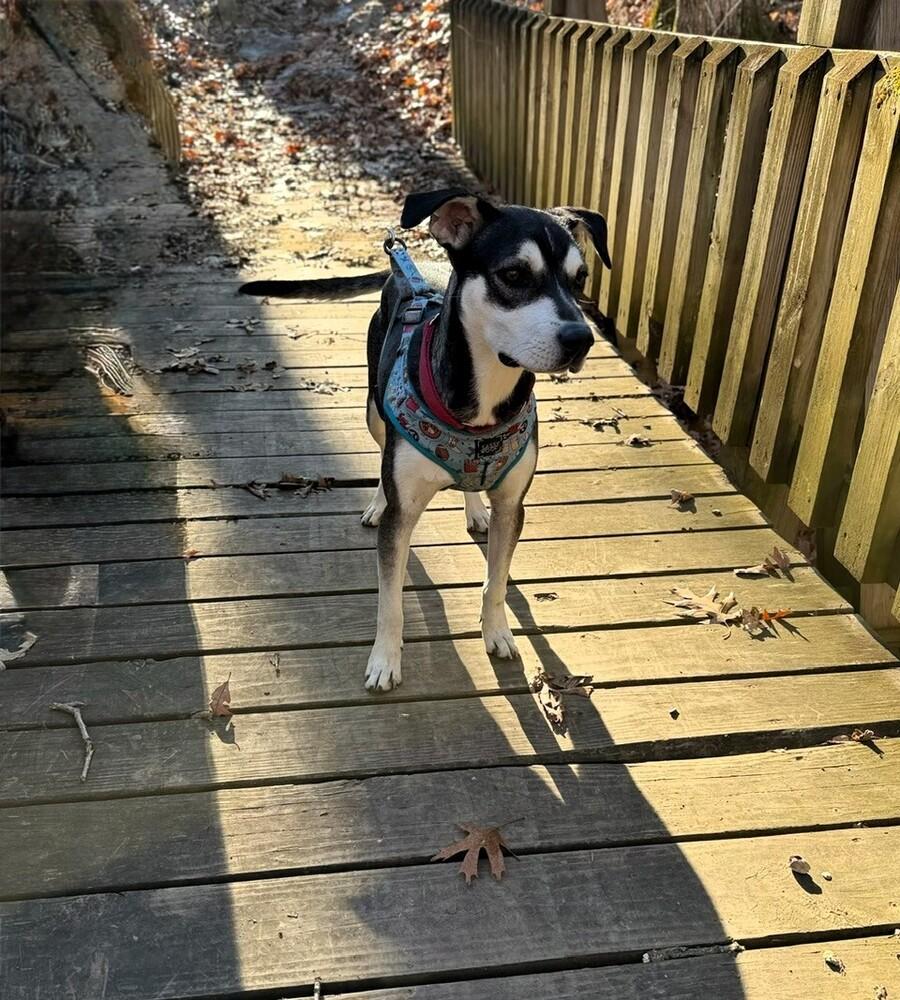 Jolie - She is pure Joy!, a Adoptable mixed breed in Green Ridge, MO image 1/5