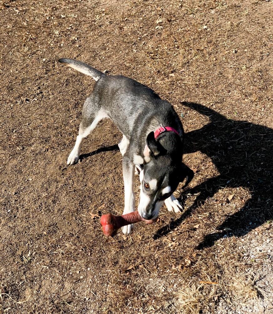 Jolie - She is pure Joy!, a Adoptable mixed breed in Green Ridge, MO image 3/5