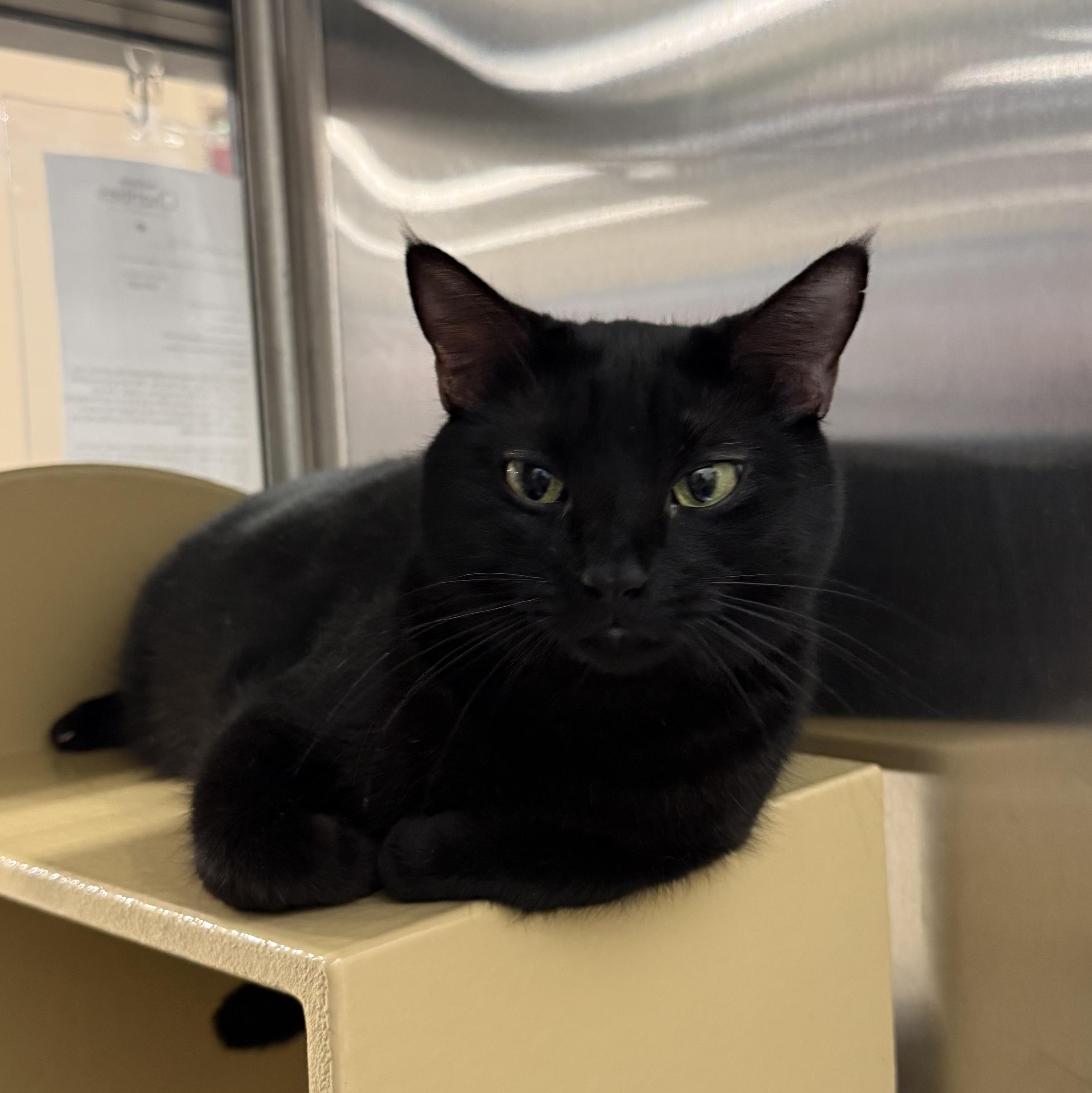 Enlarge Midnight, an adopted Domestic Short Hair in Chandler, AZ image 4/4