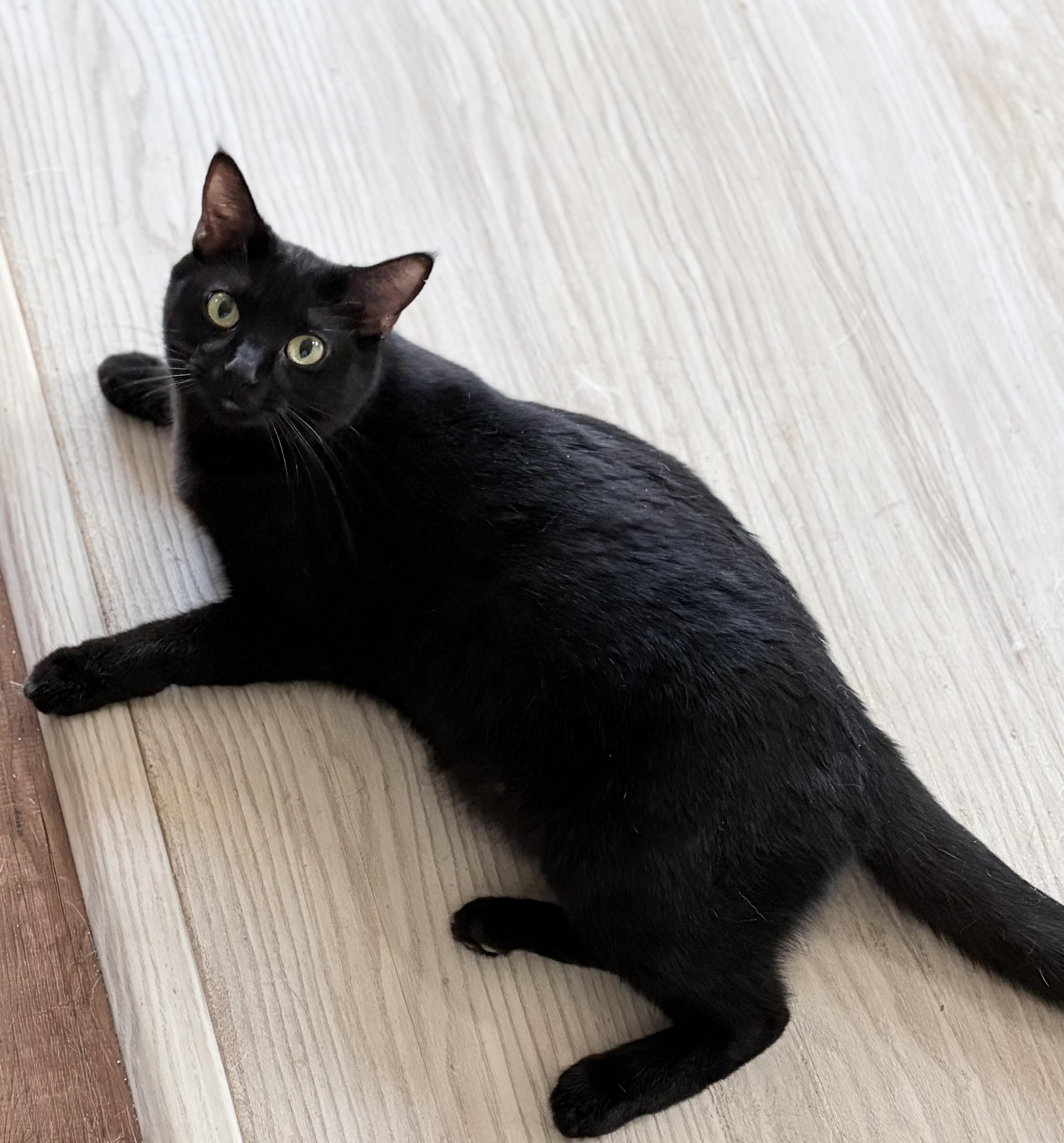 Enlarge Midnight, an adopted Domestic Short Hair in Chandler, AZ image 2/4