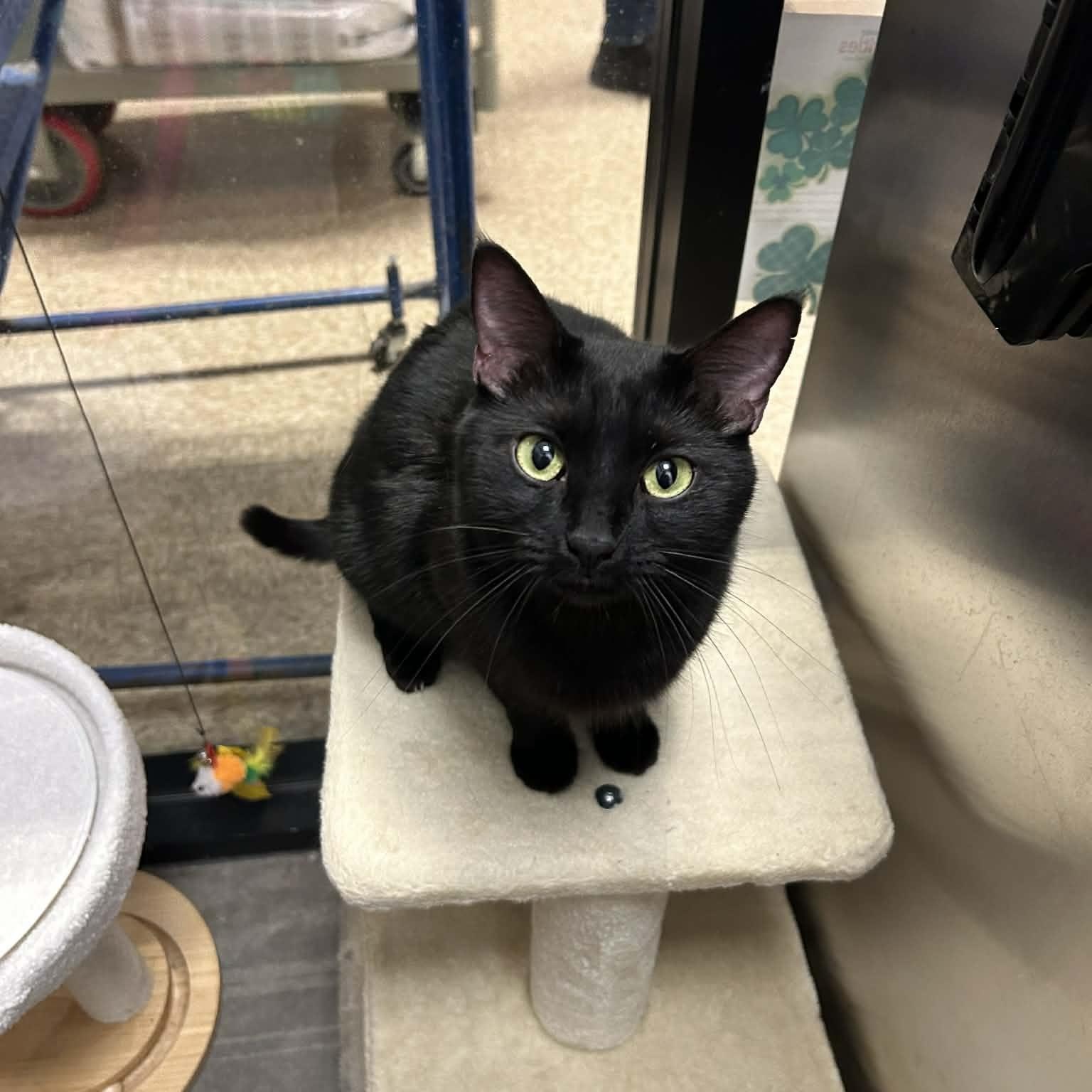 Enlarge Midnight, an adopted Domestic Short Hair in Chandler, AZ image 3/4