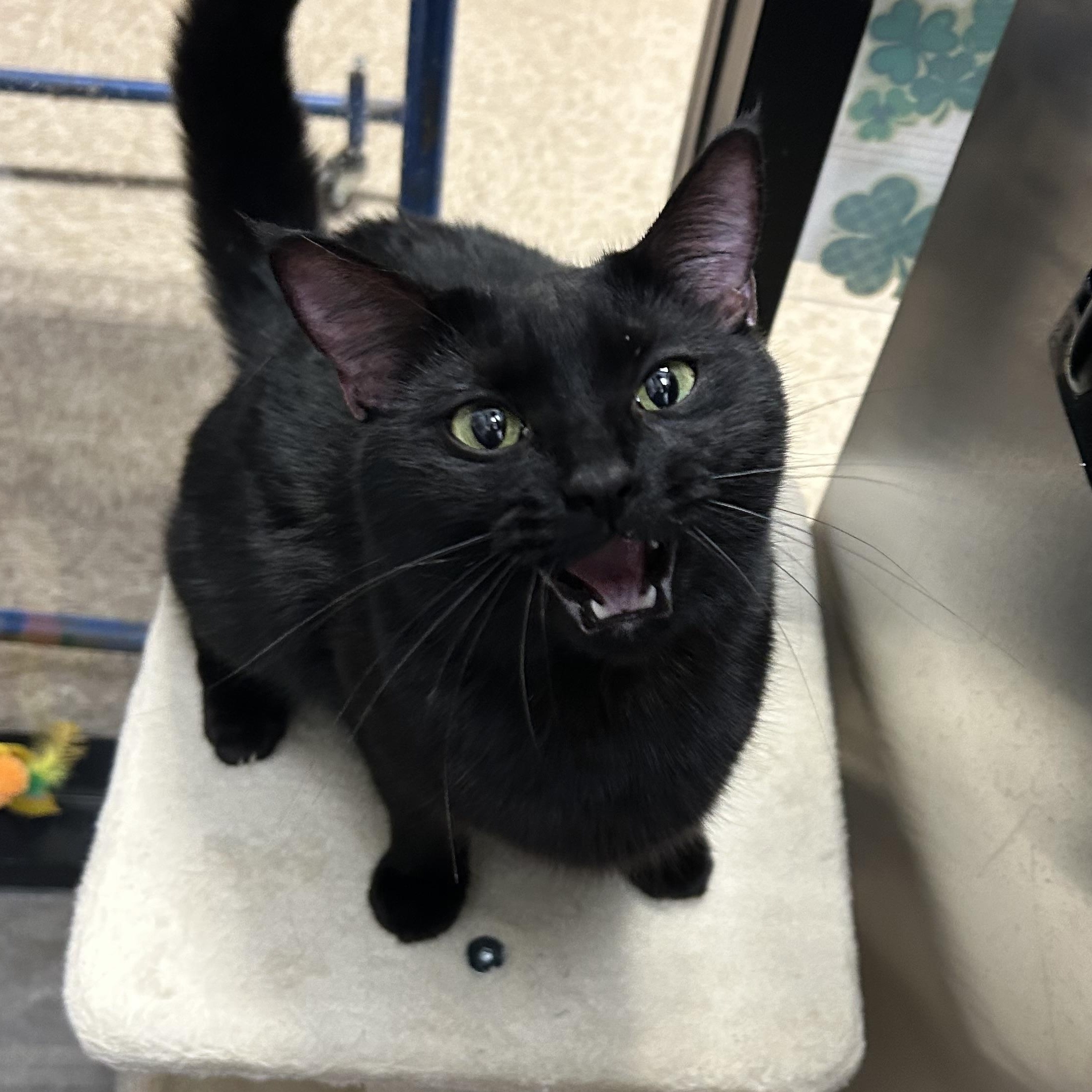 Enlarge Midnight, an adopted Domestic Short Hair in Chandler, AZ image 1/4