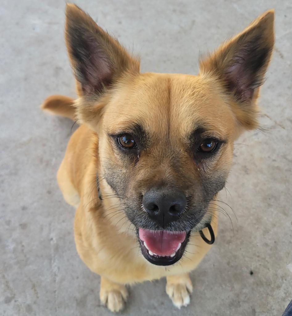 Olli-Friendly, Good Girl!, Adoptable, Young Female Pug & Beagle.