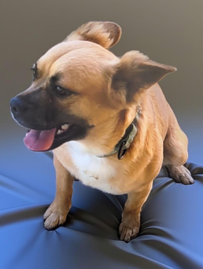 Enlarge Olli-Friendly, Good Girl!, a Adoptable mixed breed in Fort Myers, FL image 3/3