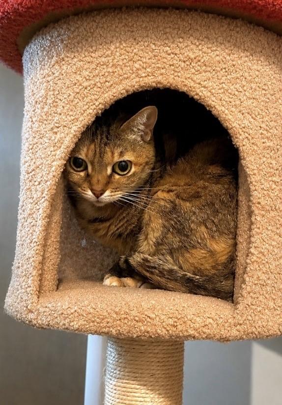 Ginger, ADOPTABLE, Senior Female Torbie.