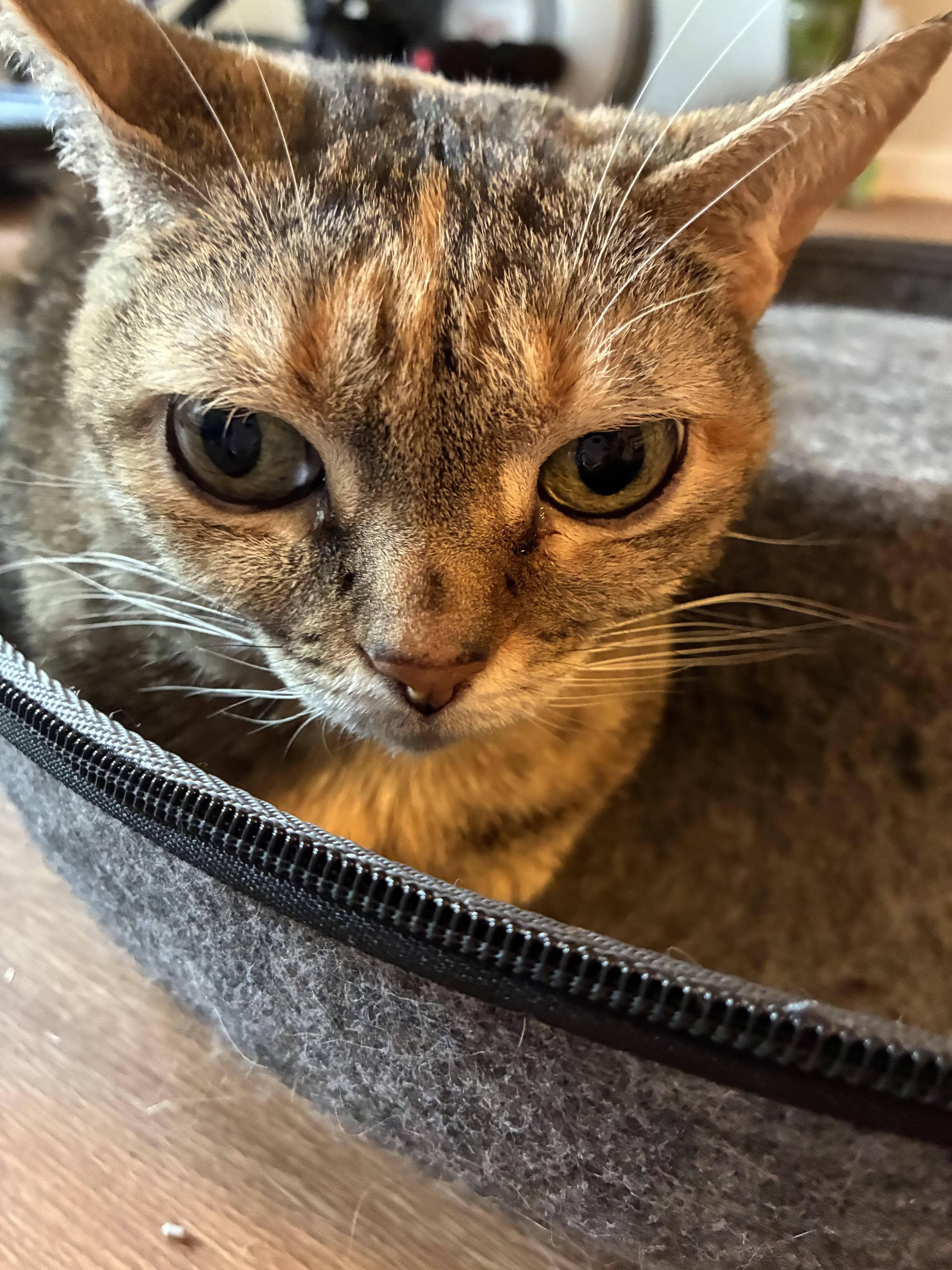 Enlarge Ginger, a ADOPTABLE Torbie in BLACK MOUNTAIN, NC image 2/2