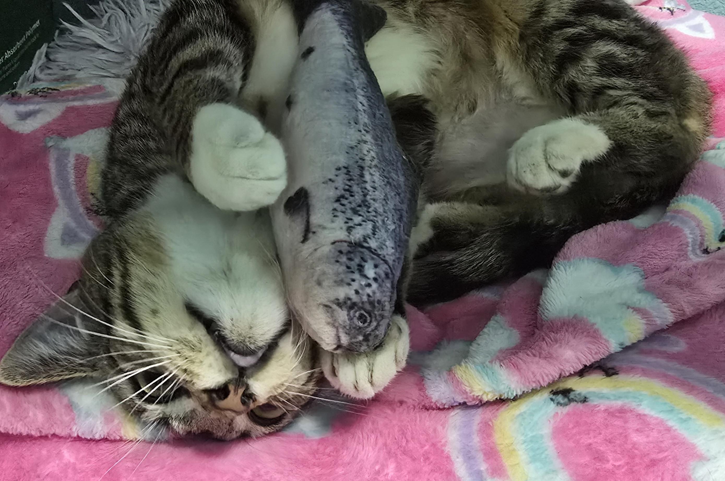 Shasta, a ADOPTABLE Domestic Short Hair in Arlington, WA image 4/6