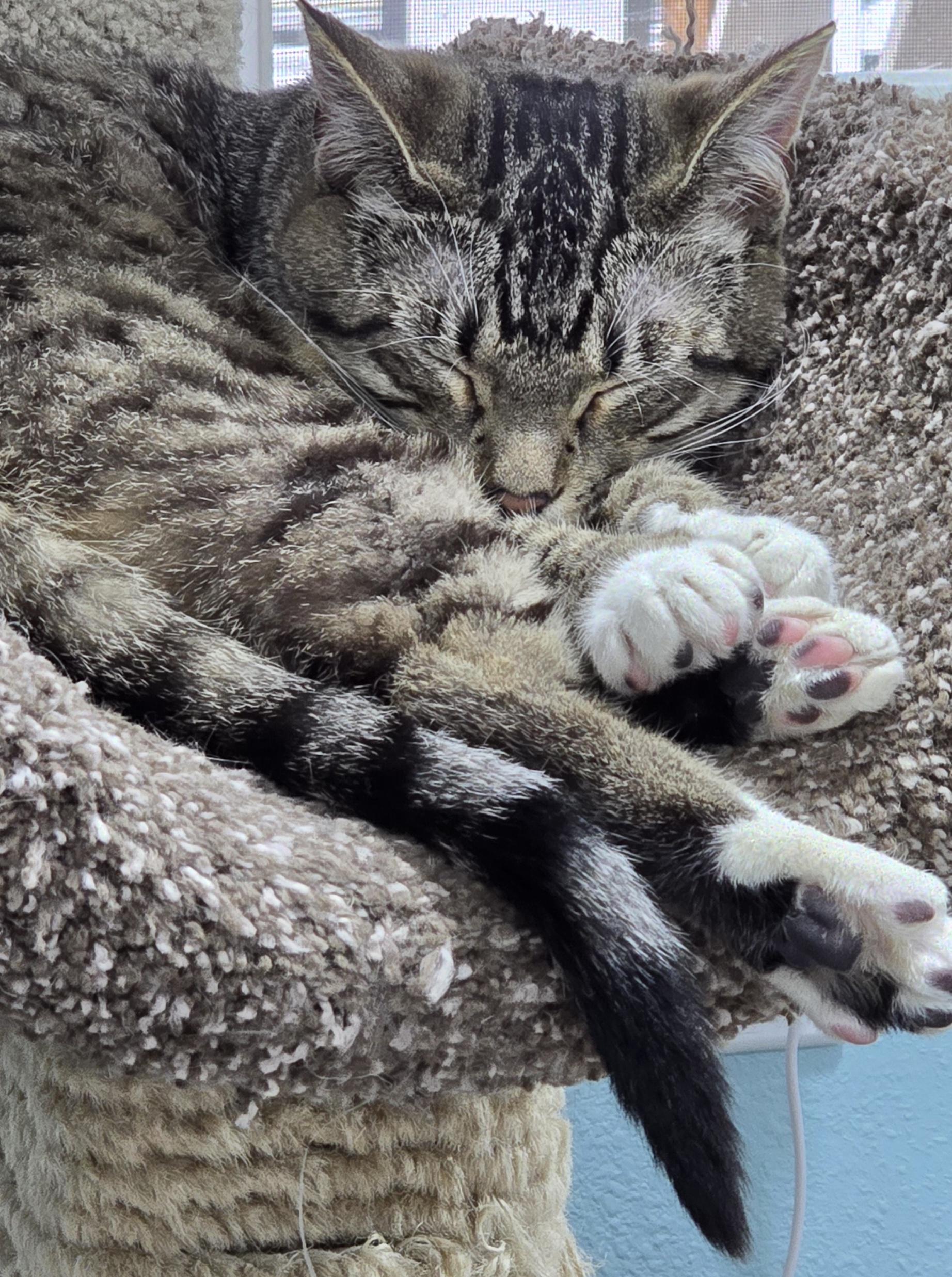 Shasta, a ADOPTABLE Domestic Short Hair in Arlington, WA image 6/6