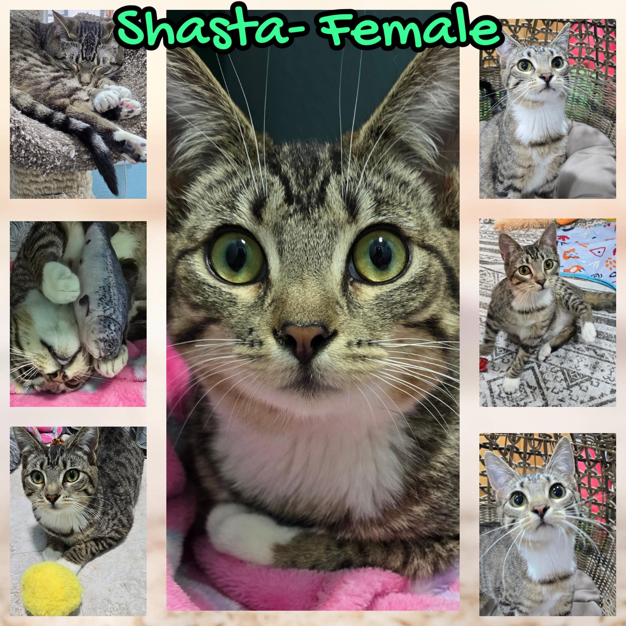 Shasta, ADOPTABLE, Young Female Domestic Short Hair.