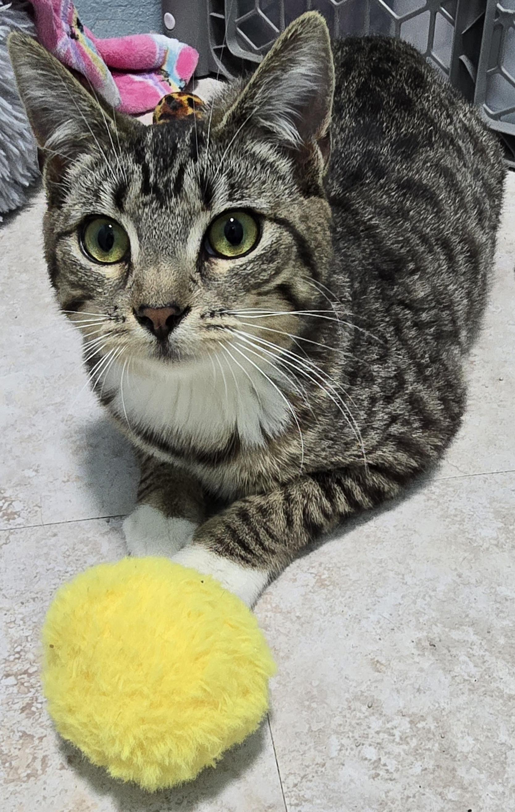 Shasta, a ADOPTABLE Domestic Short Hair in Arlington, WA image 2/6