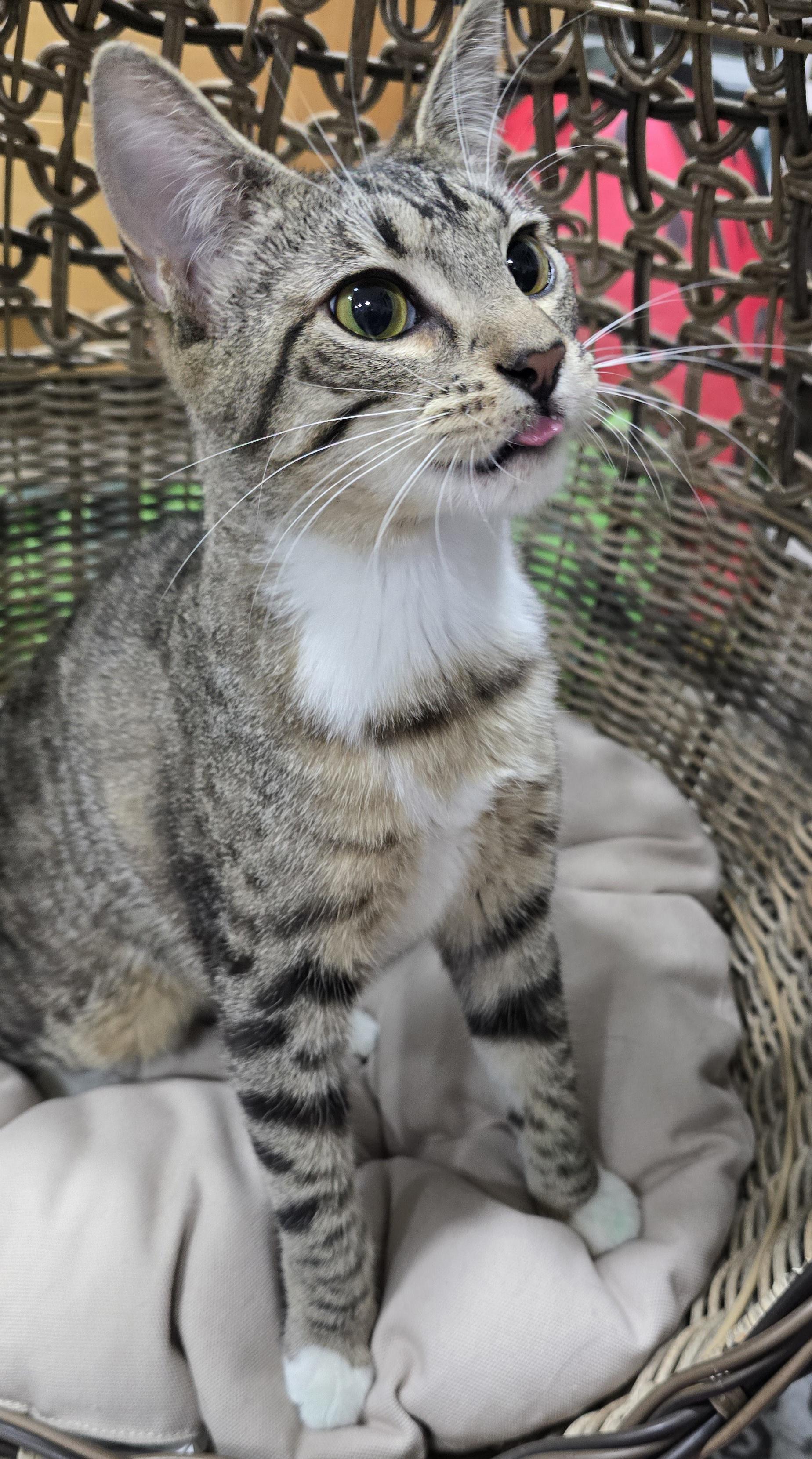 Shasta, a ADOPTABLE Domestic Short Hair in Arlington, WA image 5/6