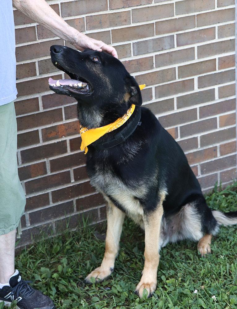 Ranger (AO36904), an adoptable German Shepherd Dog in Kansas City, KS image 3/6