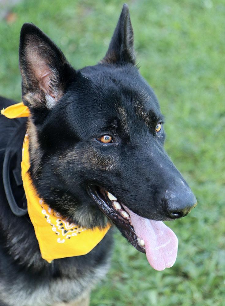 Ranger (AO36904), an adoptable German Shepherd Dog in Kansas City, KS image 5/6