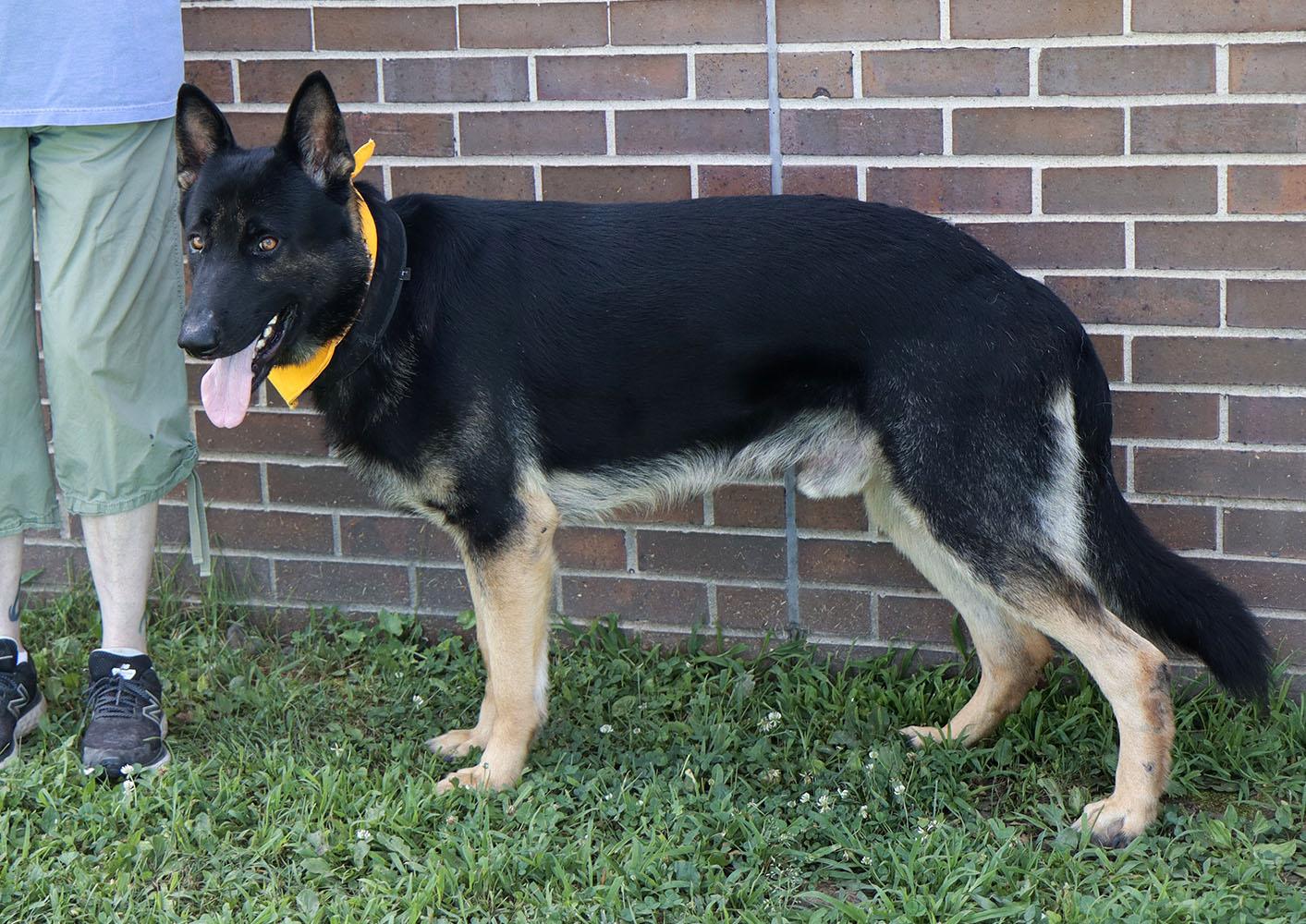 Ranger (AO36904), an adoptable German Shepherd Dog in Kansas City, KS image 2/6