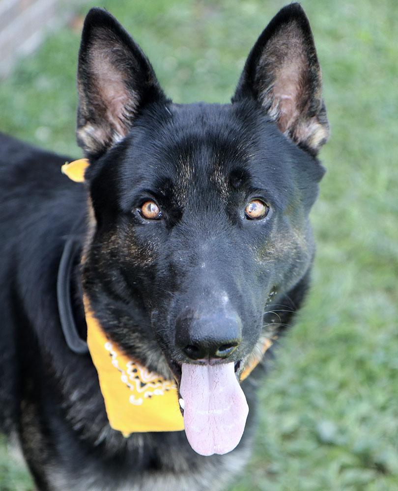 Ranger (AO36904), an adoptable German Shepherd Dog in Kansas City, KS image 1/6
