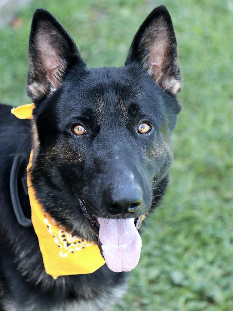 Ranger (AO36904), an adoptable German Shepherd Dog in Kansas City, KS image 6/6