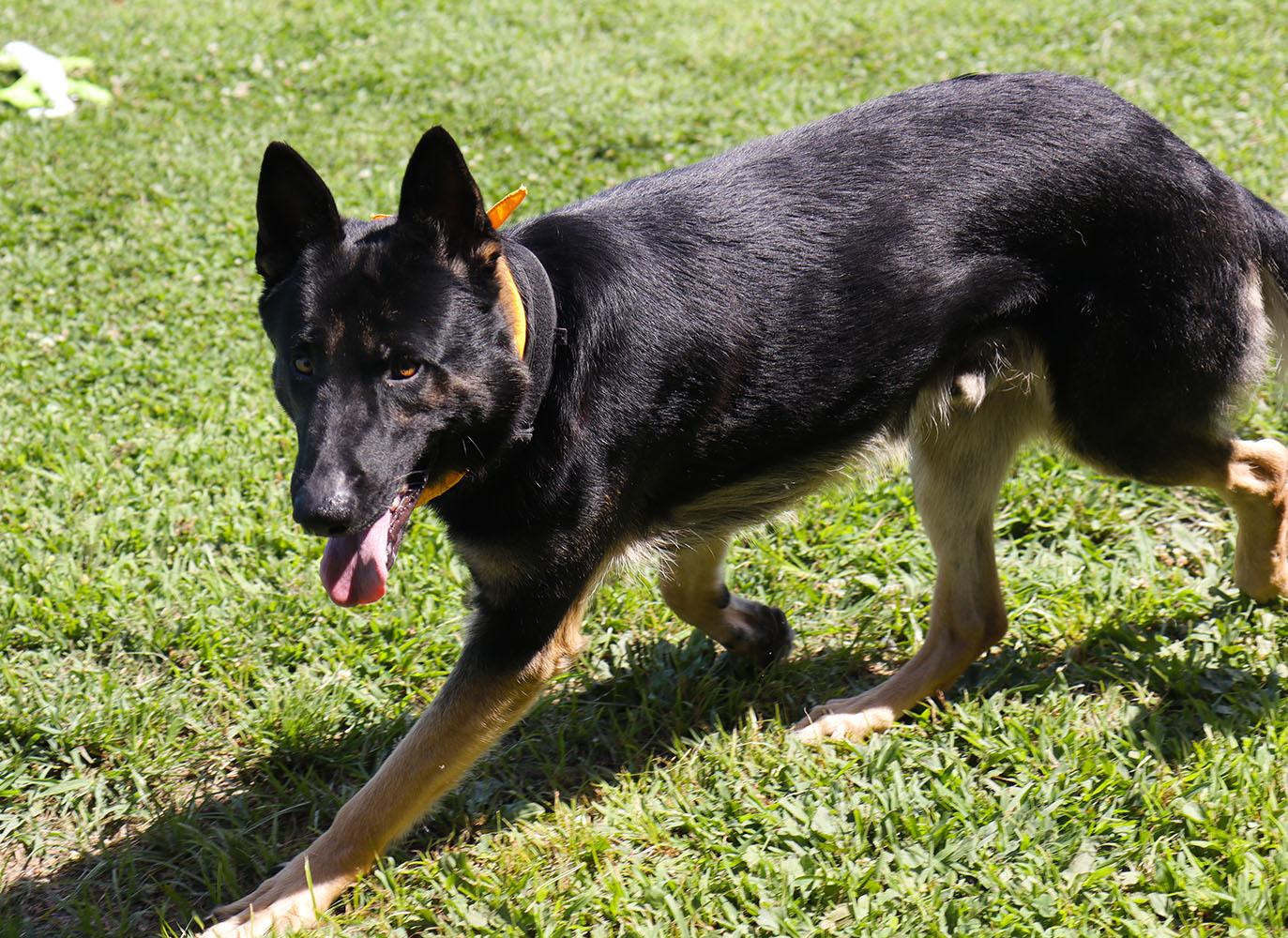 Ranger (AO36904), an adoptable German Shepherd Dog in Kansas City, KS image 4/6