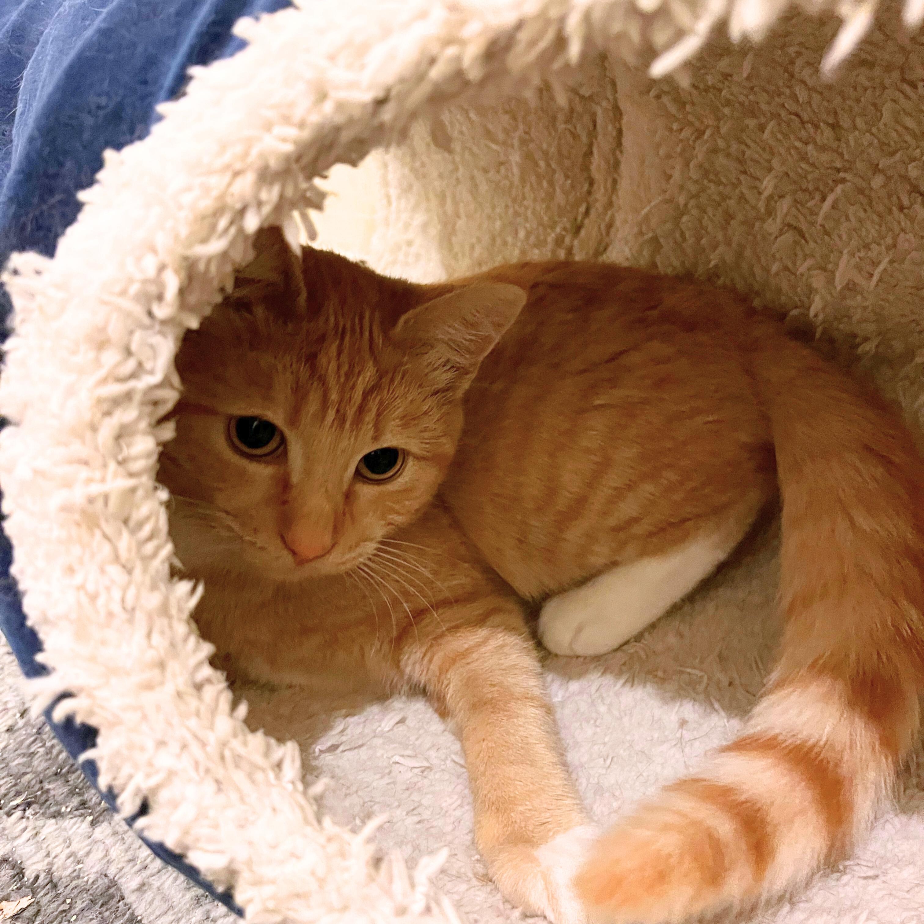 Enlarge Leona [courtesy post], a Adoptable mixed breed in Benicia, CA image 4/5