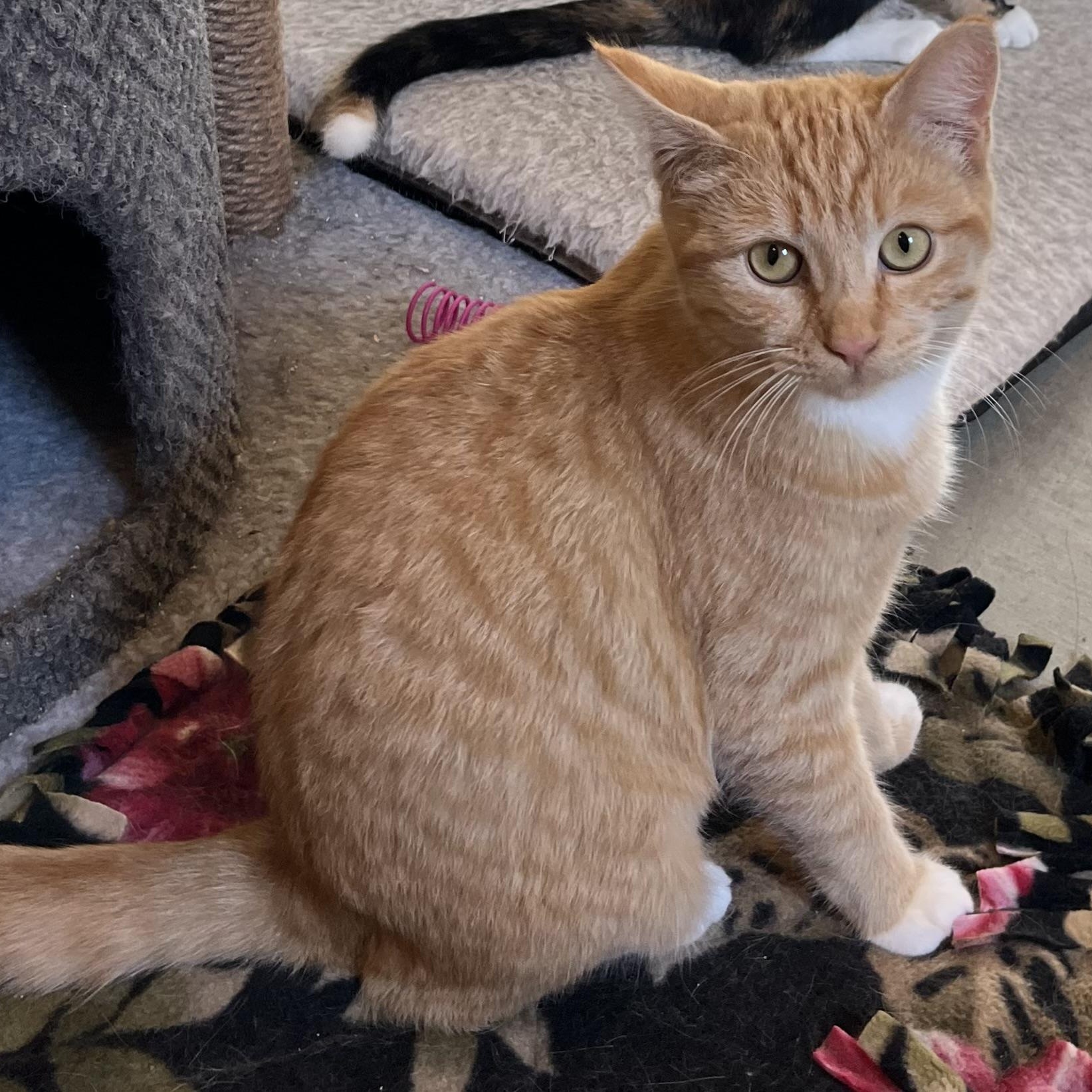 Enlarge Leona [courtesy post], a Adoptable mixed breed in Benicia, CA image 3/5